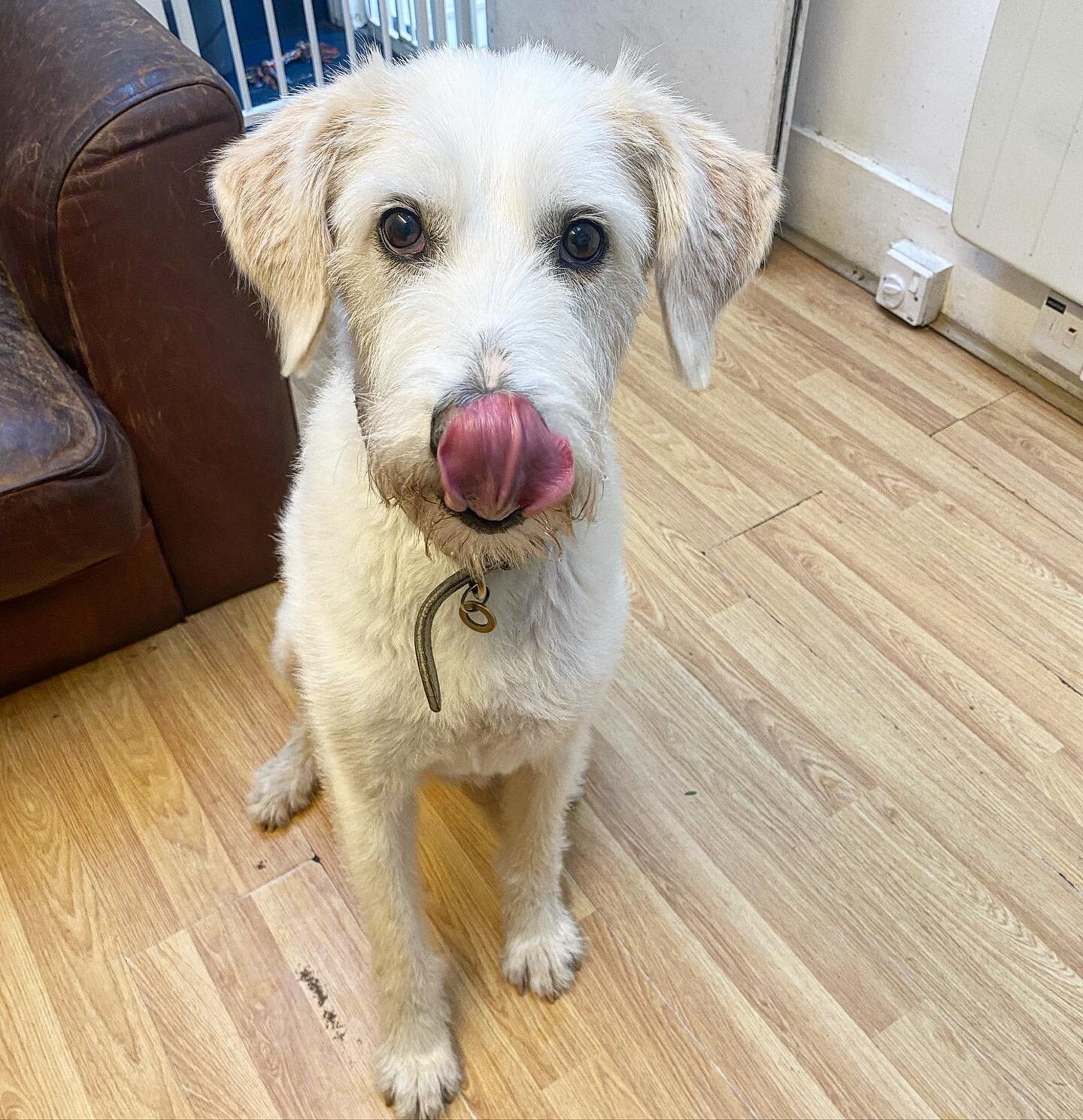 Gandalf always wants a treat 👅 #dogsofinstagram #dog #dogoftheday #dogsinlondon #dogsukofinstagram #dogwalkerlondon #doggydaycare #doggylove #doggygram #doggylove❤️