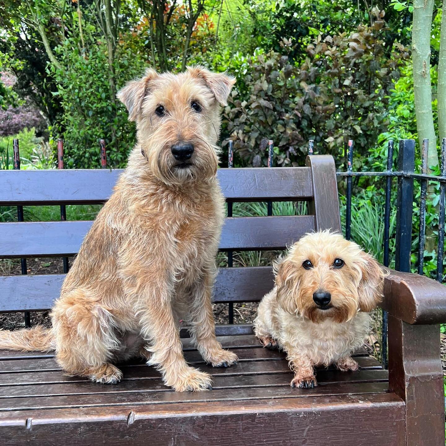 Little and large ❤️ #dogsofinstagram #dog #dogsinlondon #dogsukofinstagram #dogwalkerlondon #doglover #doggydaycare #doggylove #doggygram #doggylife #doggo #doggos