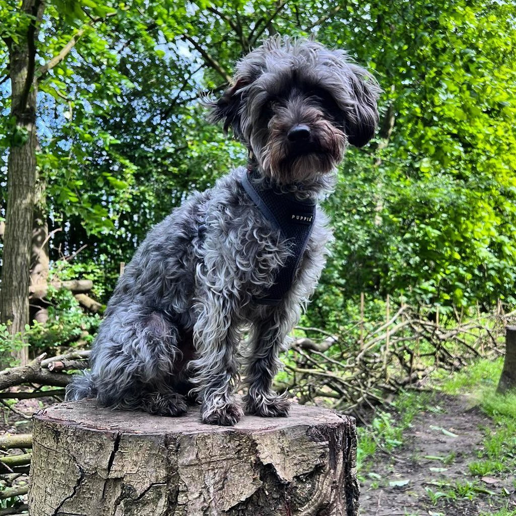 Finley 💚 #dogsofinstagram #dog #dogoftheday #doghugs #dogsinlondon #dogsukofinstagram #dogwalkerlondon #doggydaycare #doggylove #doggygram #doggylife #doggo