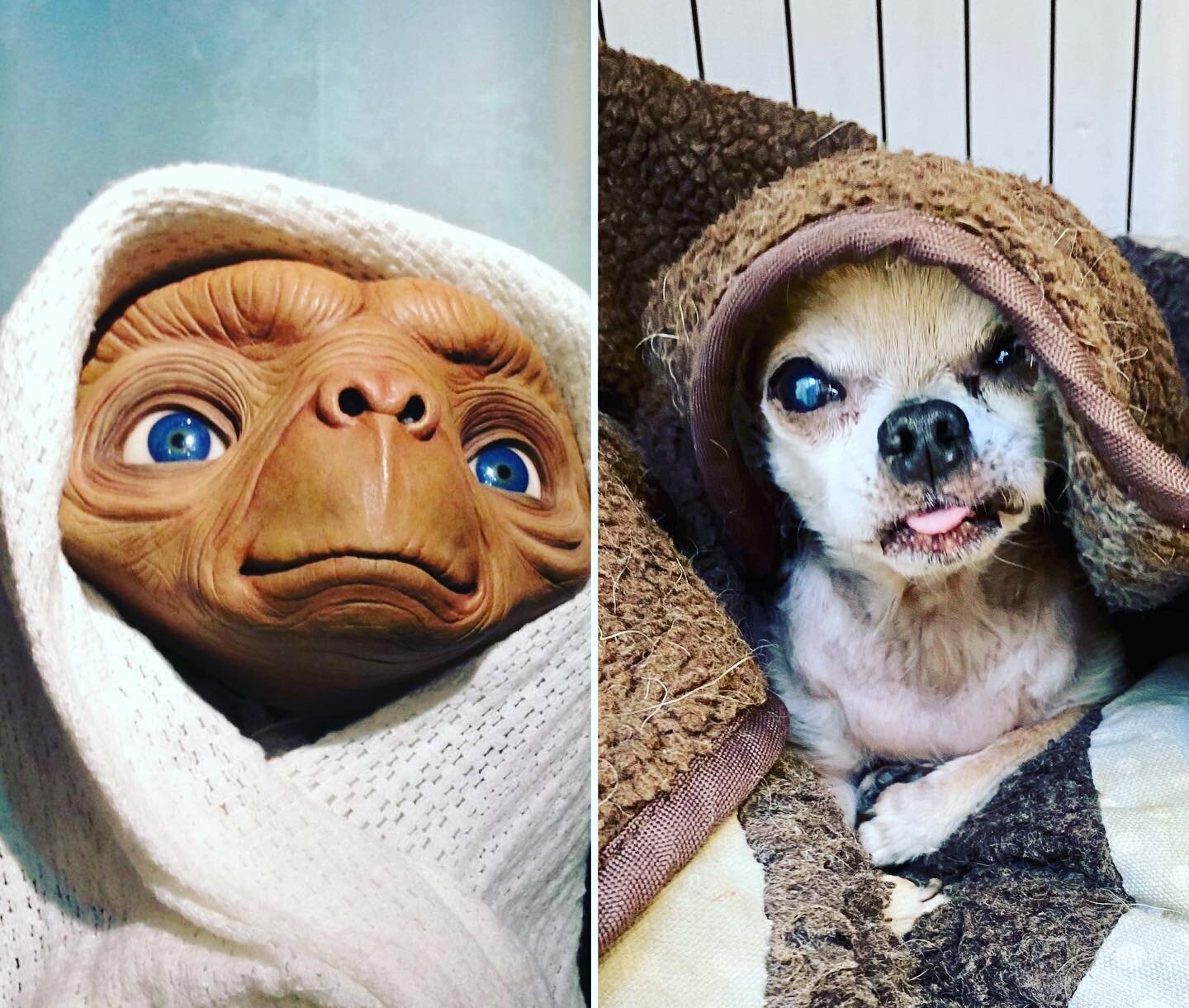 Rocco doing his best impression of E.T. Send us your dog&rsquo;s doppelg&auml;nger 😁 #dogdaycare #daycarelondon #welovedogs #dogslife #doglove #dogsofinstagram #chihuahualove