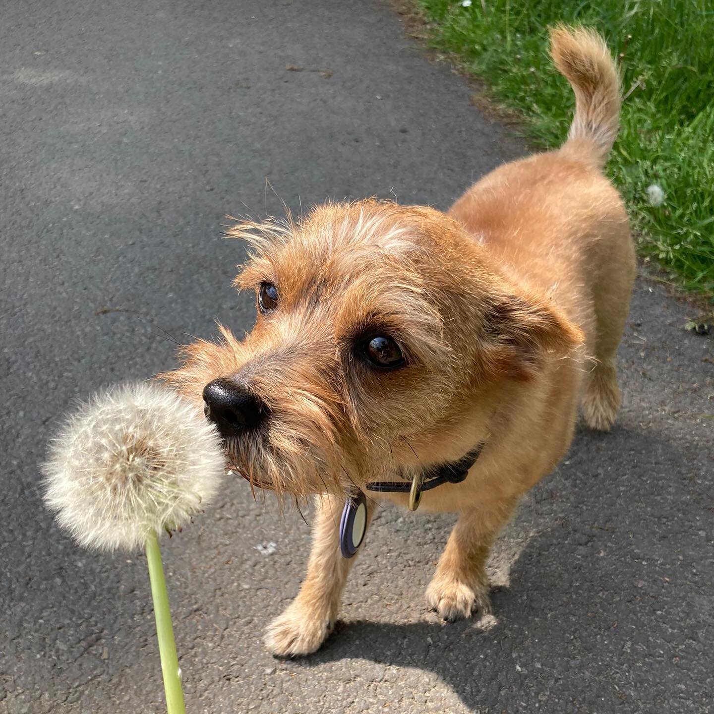 Beautiful Bindi ❤️ #dogsofinstagram #dog #dogsinlondon #dogsukofinstagram #dogwalkerlondon #dogwalkeruk #doggydaycare #doggylove #doggygram #doggo