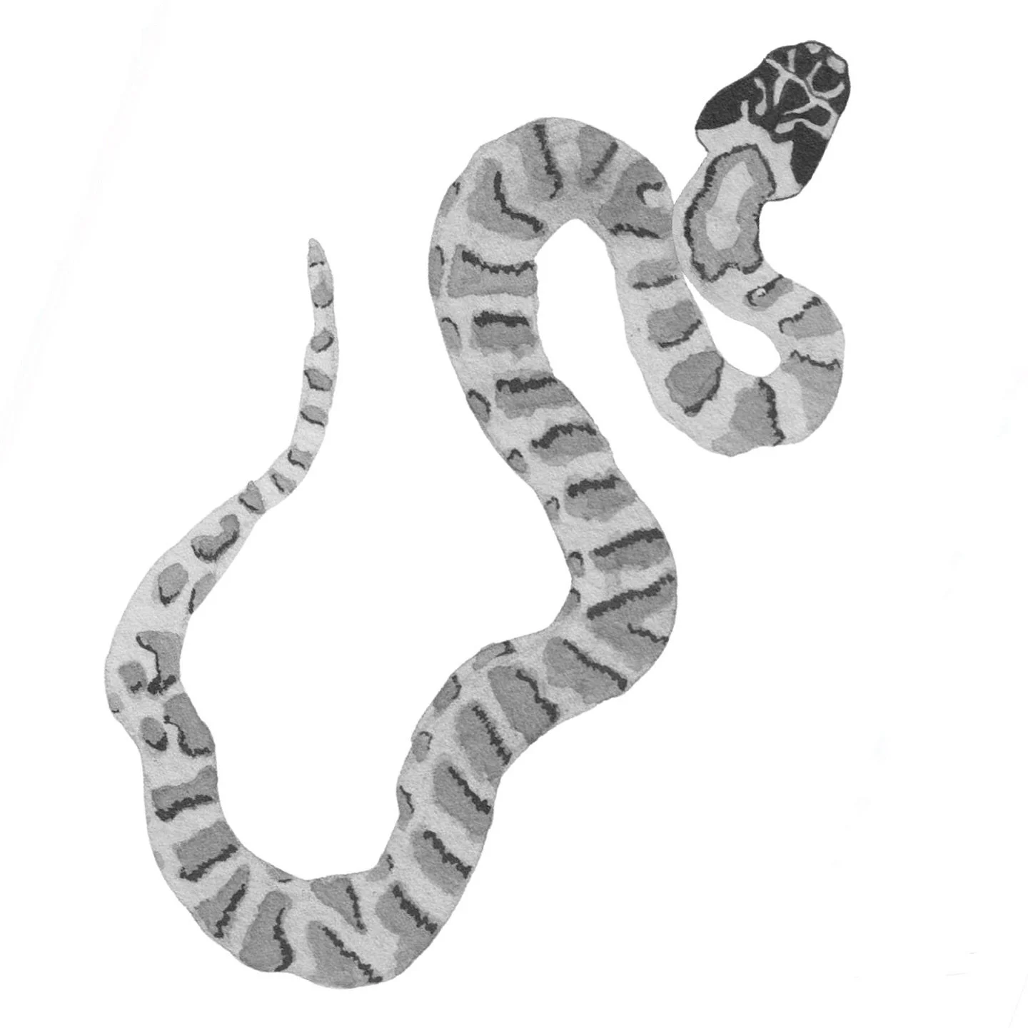 I had a snake request. And, I think it was the first snake I&rsquo;ve painted.