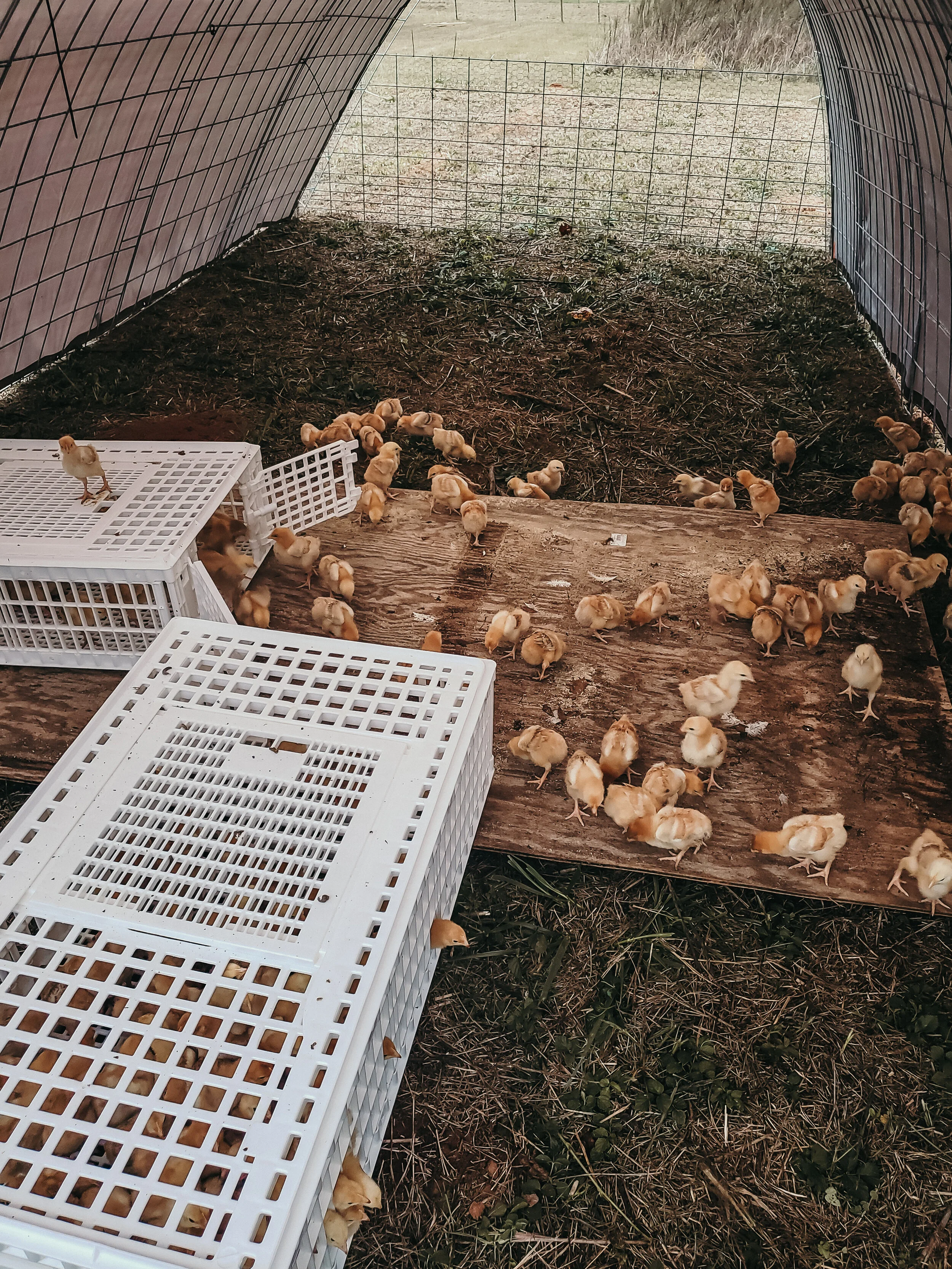baby chicks.jpeg