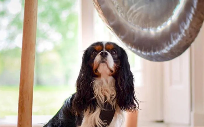 dog_gong.jpg