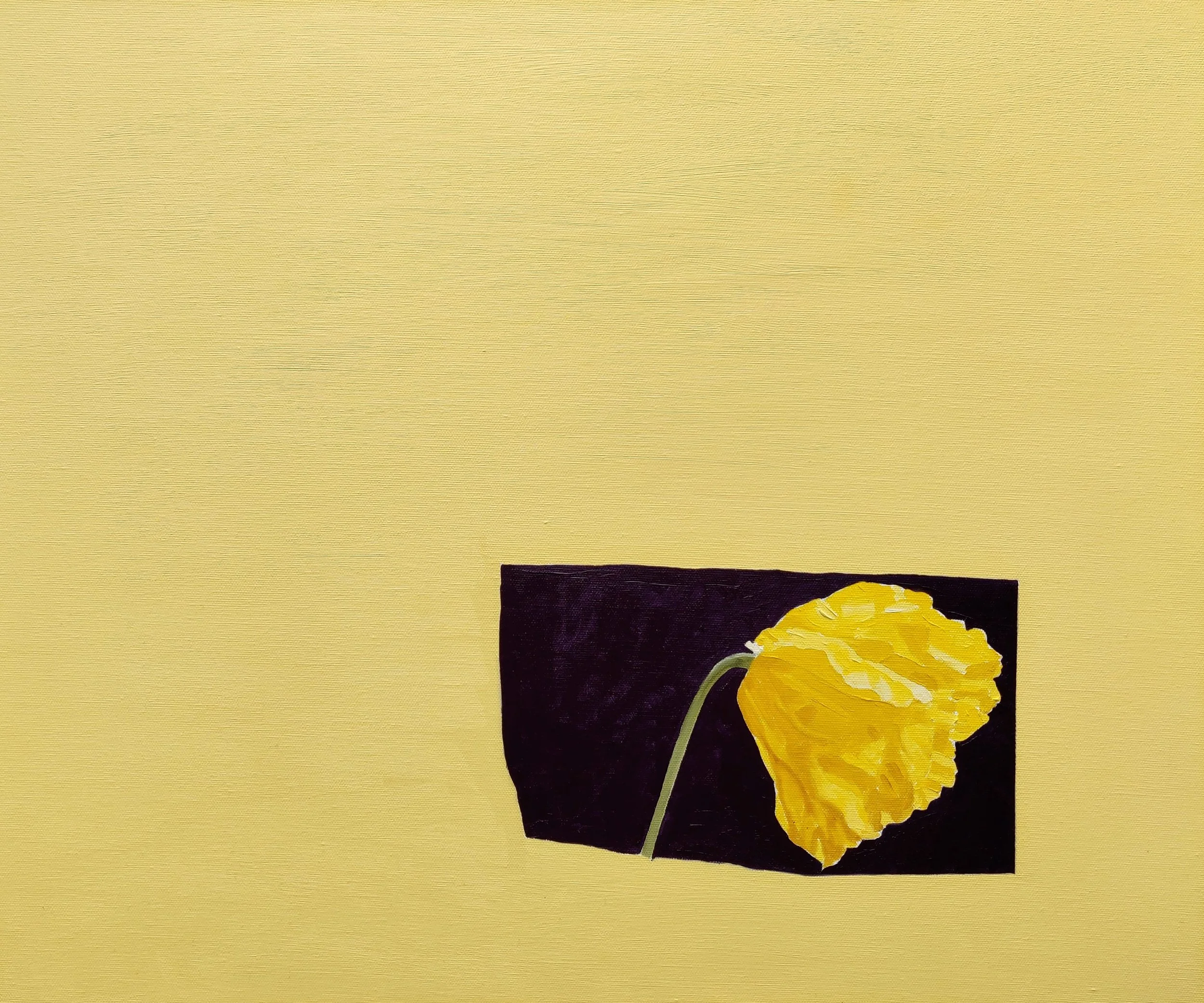  Yellow poppy / Pabi melyn 