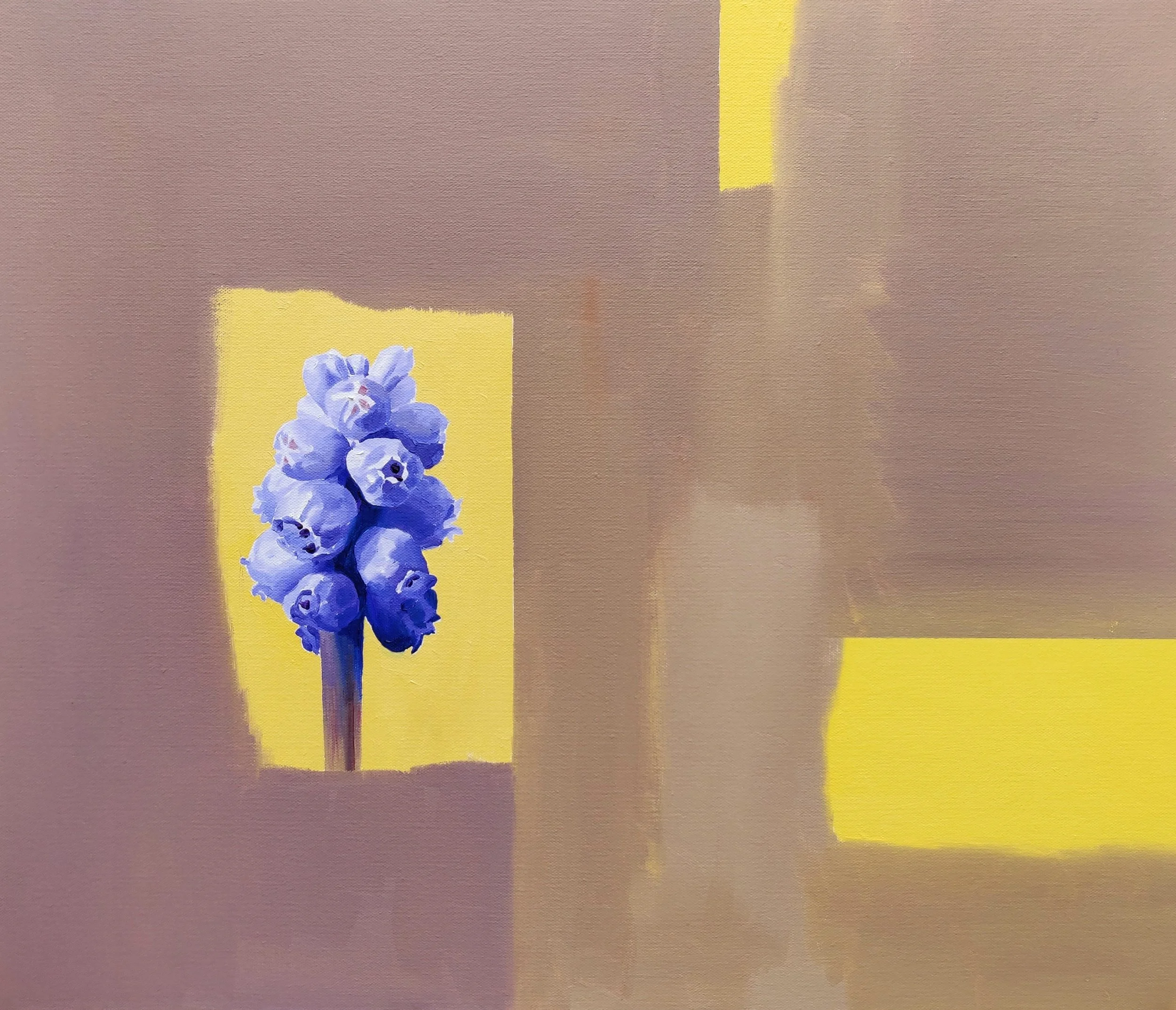  Muscari 