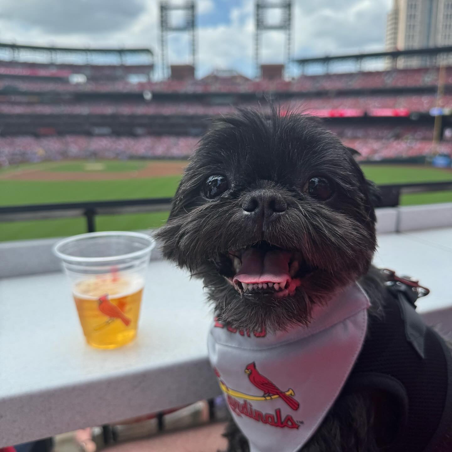 Beer, Baseball, &amp; @stlbrewerybuddy !