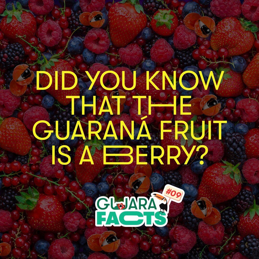 Guarafacts #9 - Did you know that the guaran&aacute; fruit is a berry?

👀
The fruit of the guaran&aacute; plant is a small, red berry that contains caffeine. The plant is a climbing plant in the maple family, native to the Amazonian rainforest.
🤯
D