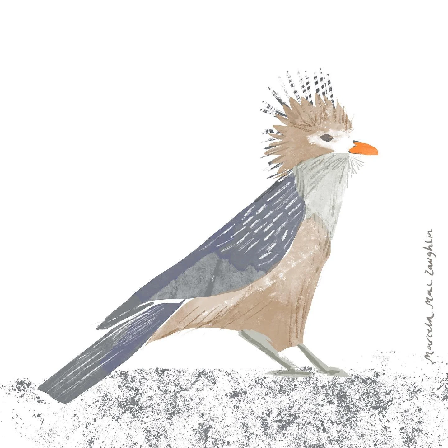 Pirincho 🐦 este p&aacute;jaro ser&aacute; parte de un #calendario con #pajarosargentinos 🐦&zwj;⬛This #pirincho is going to be part of a calendar with #argentinebirds - @marcemaclau -
-
-
#pajaros #pajaro #pajarito #pirinchito #illustration #illustr