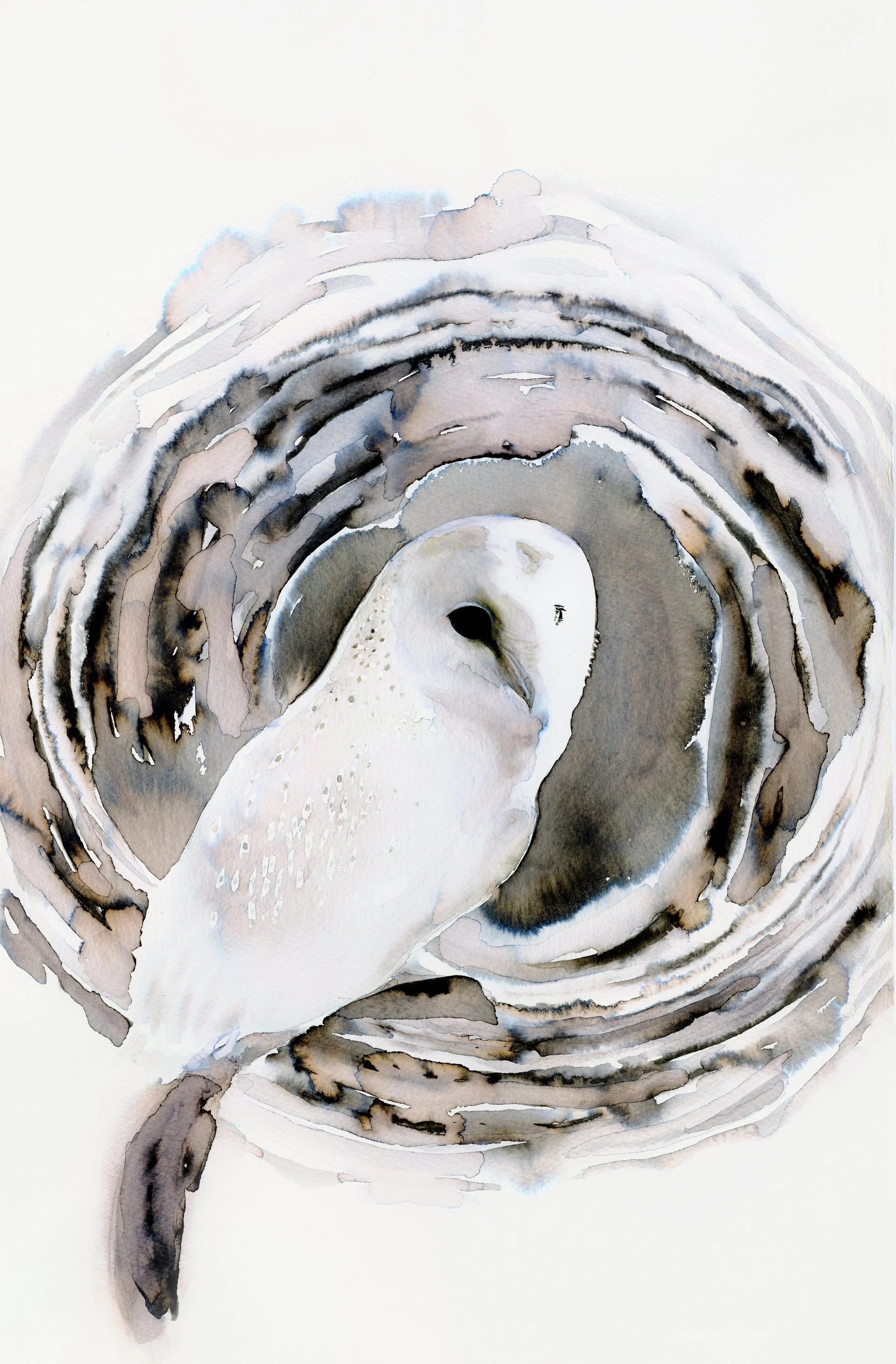 Barn Owl.jpg