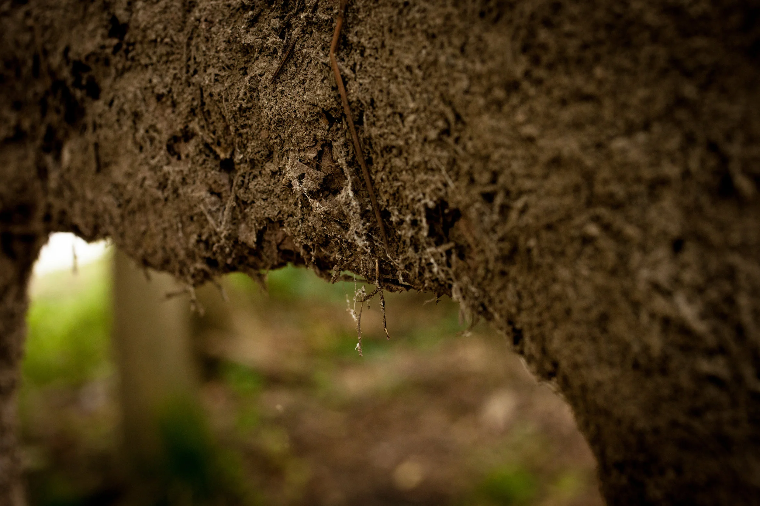 TreeChairBench-8.jpg
