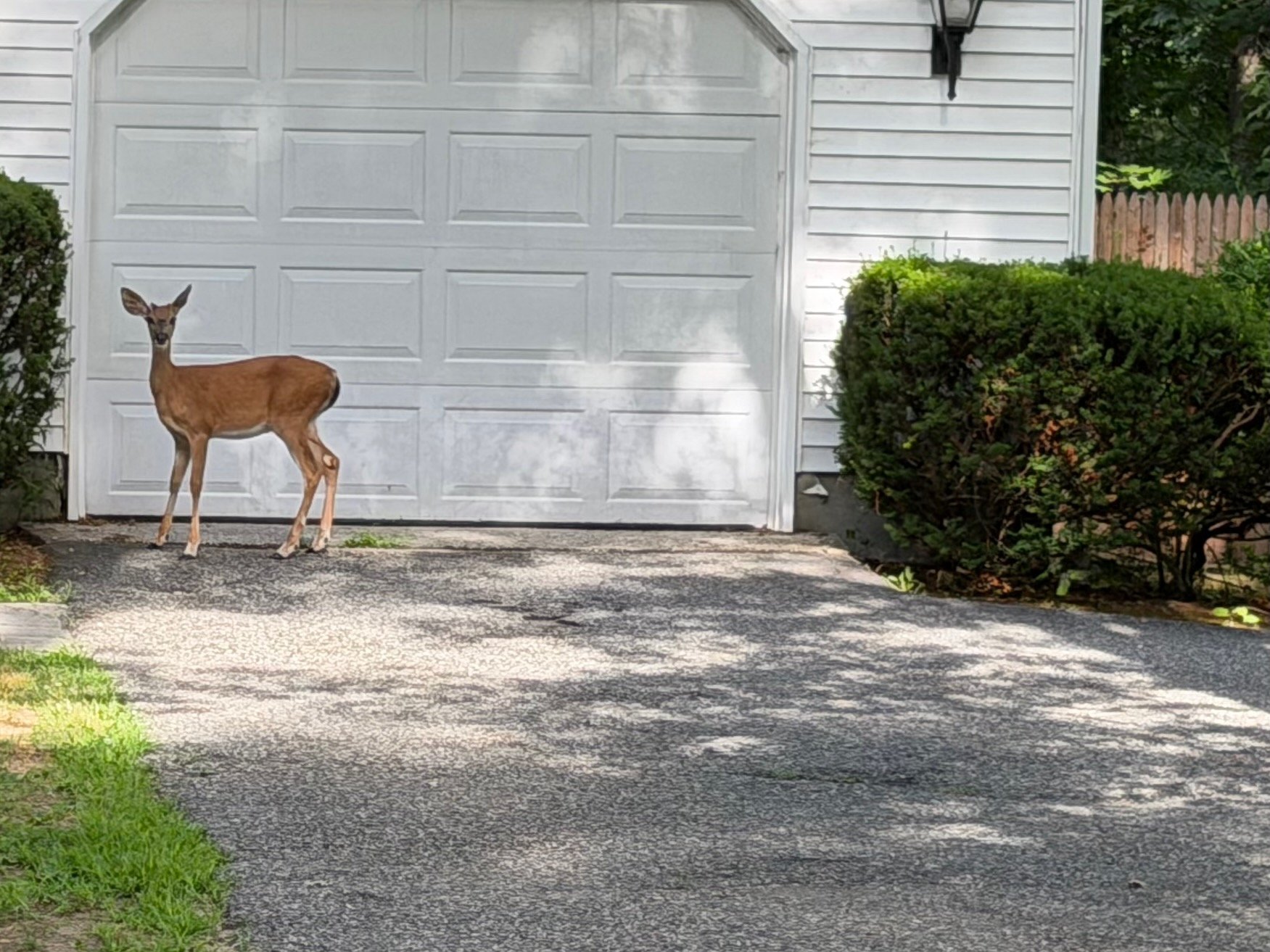 Deer - Hero.jpeg