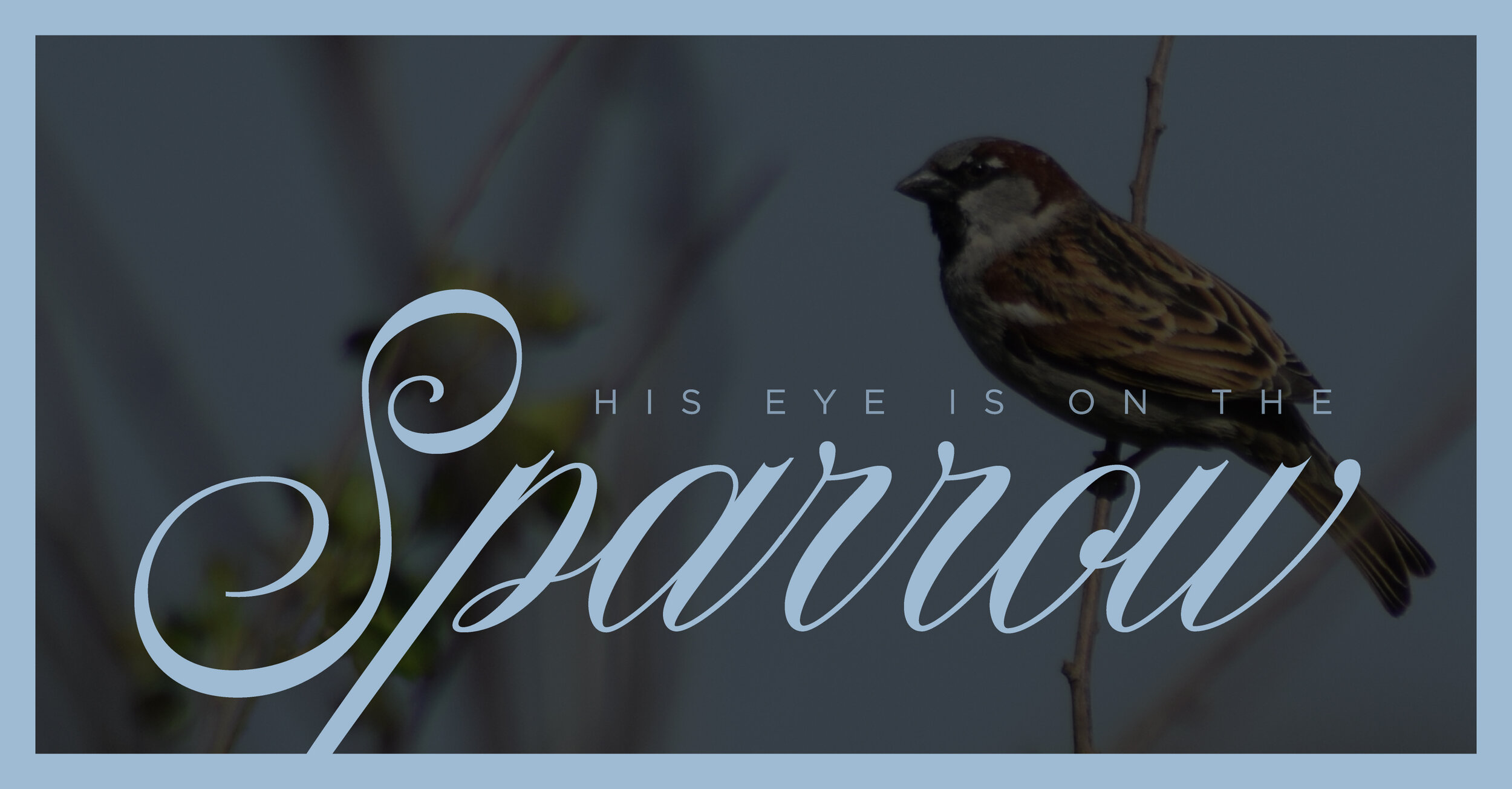 Sparrow.jpg