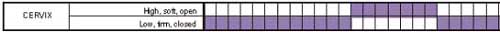 Example of one woman's cervical changes (marked in purple)