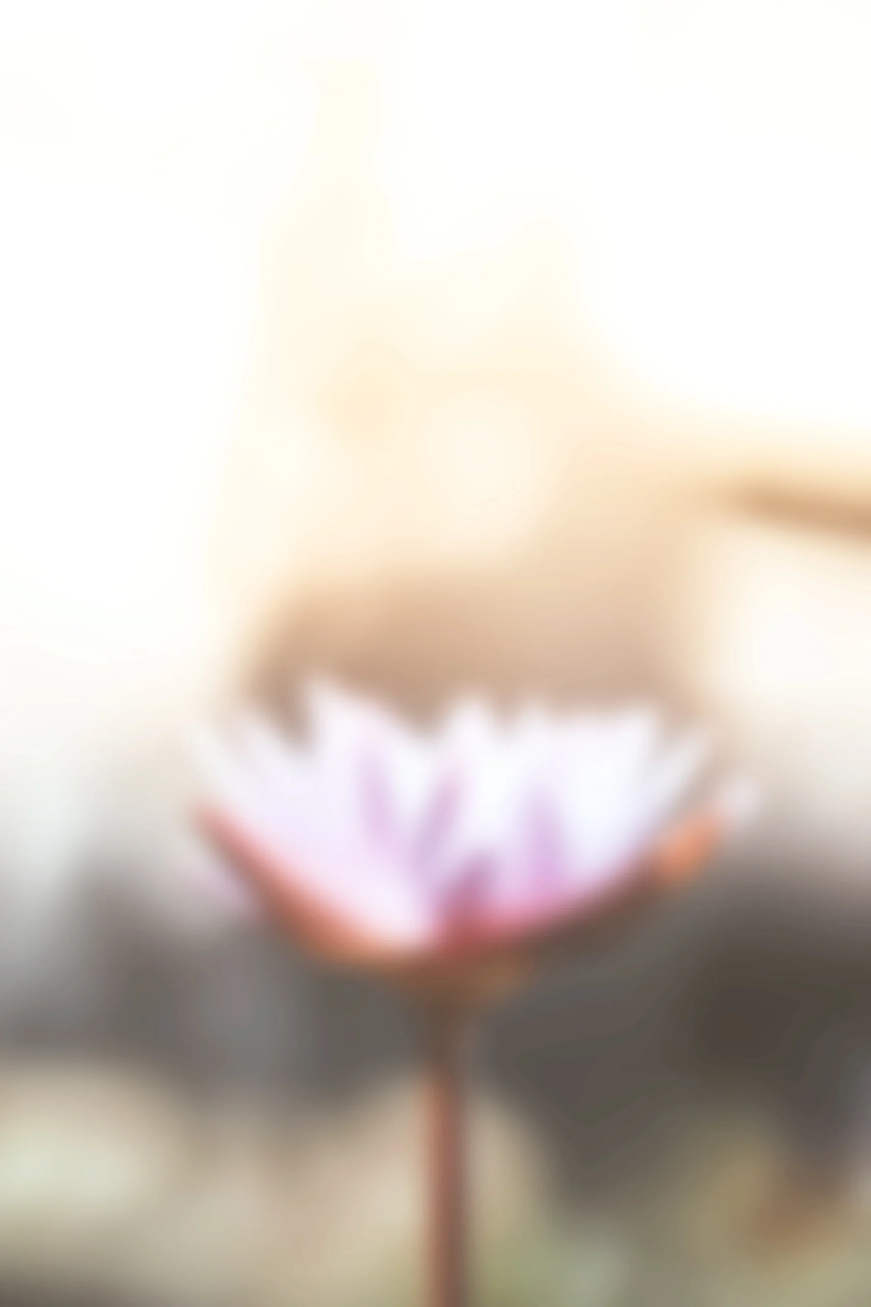 saffu-357231-unsplash-min.jpg