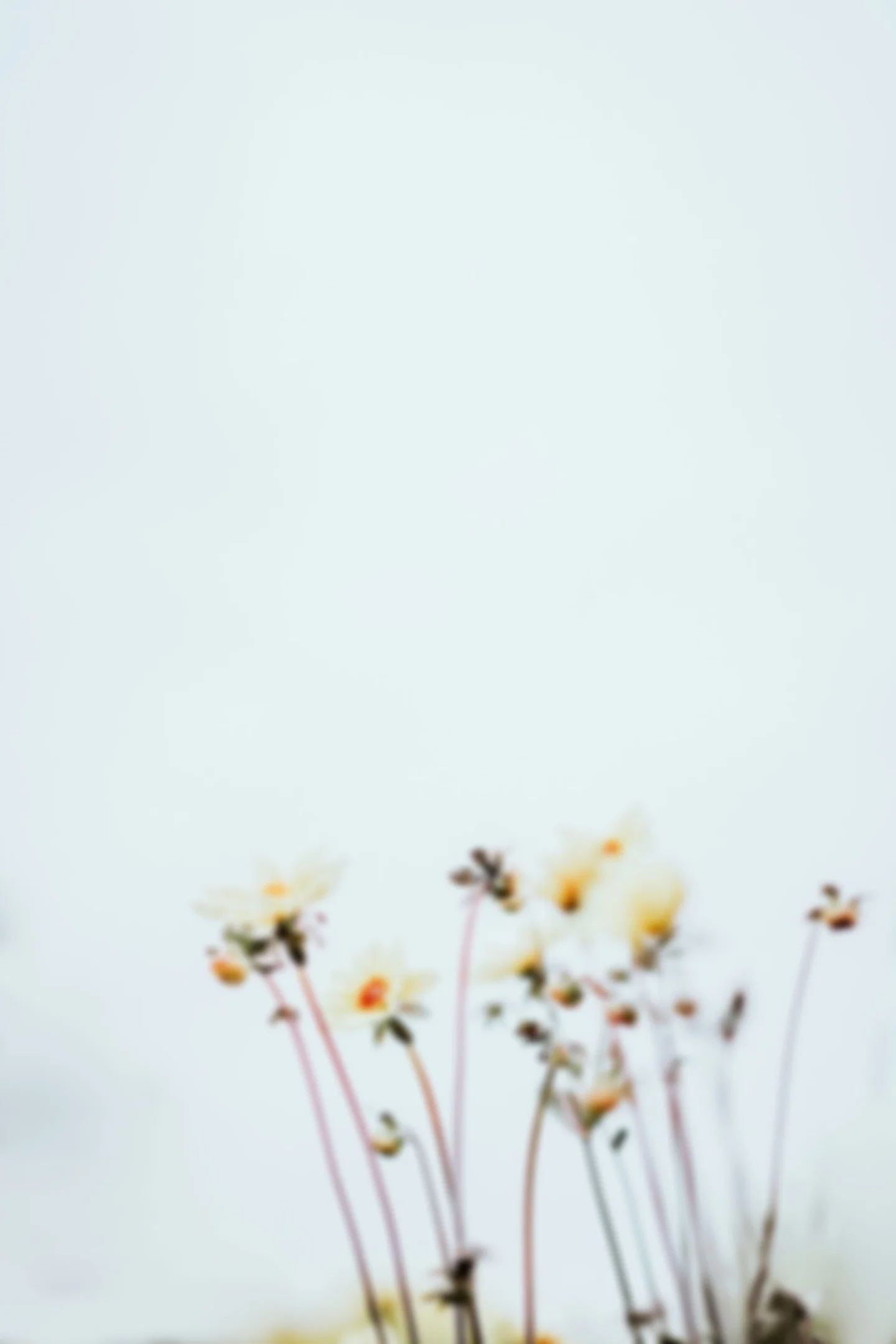 annie-spratt-731290-unsplash-min.jpg