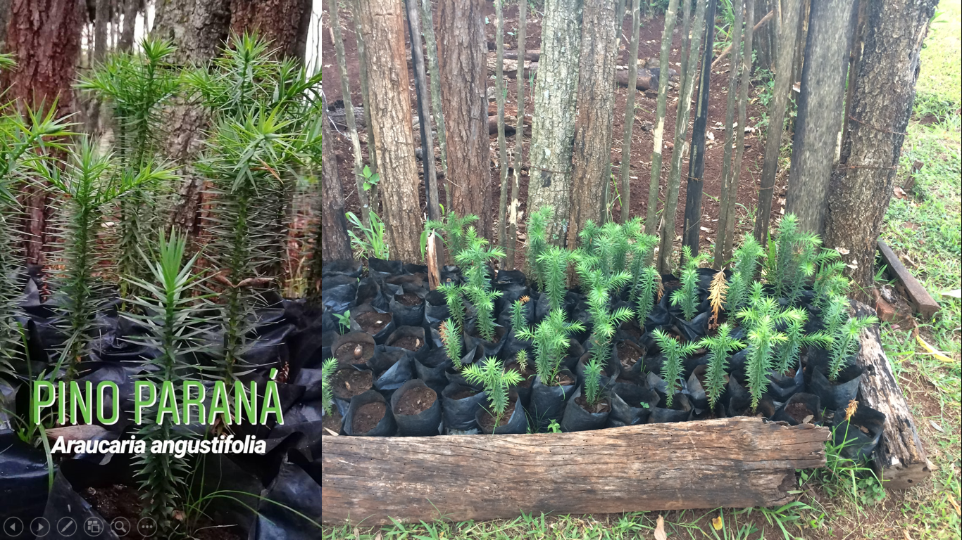  Agosto 2018: Reforestación con especies nativas. Finca ganadera Itapeti, Municipio de Cambyretá, Departamento de Itapúa, Paraguay. 