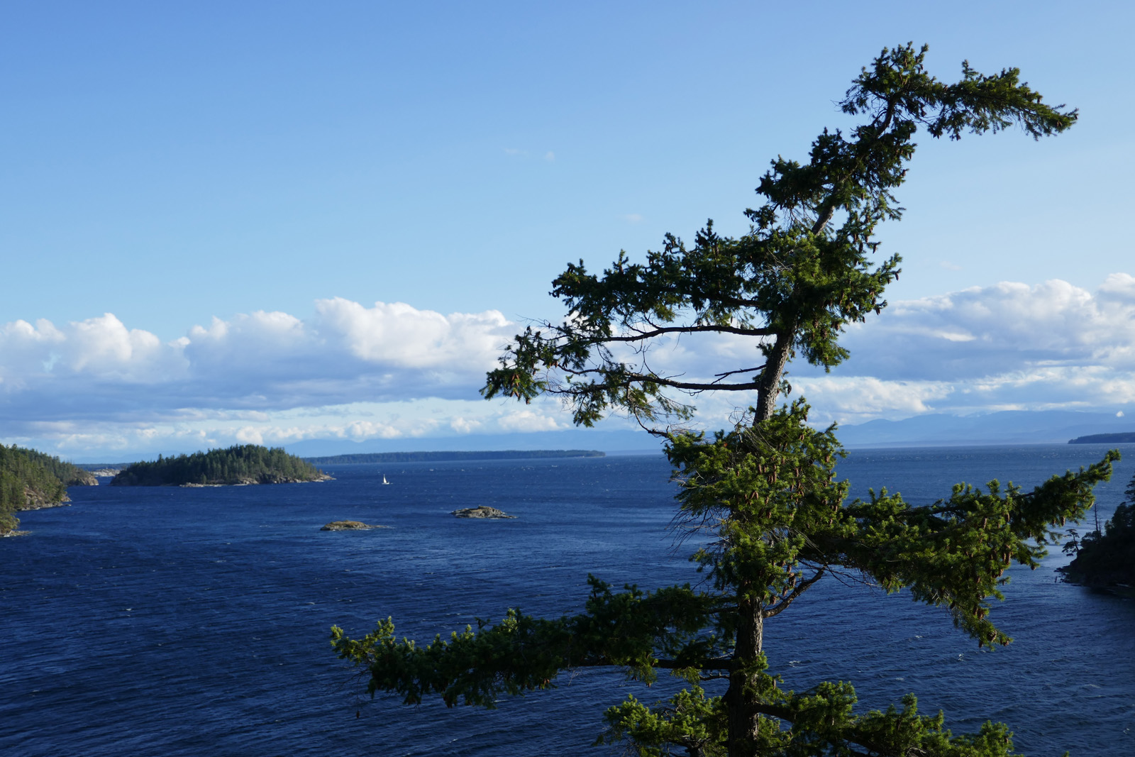   Douglas Fir Tree, Across from the Copeland Islands, Thulin Passage, British Columbia, Canada.   Reach for the sky with ambitious nature-based solutions. 