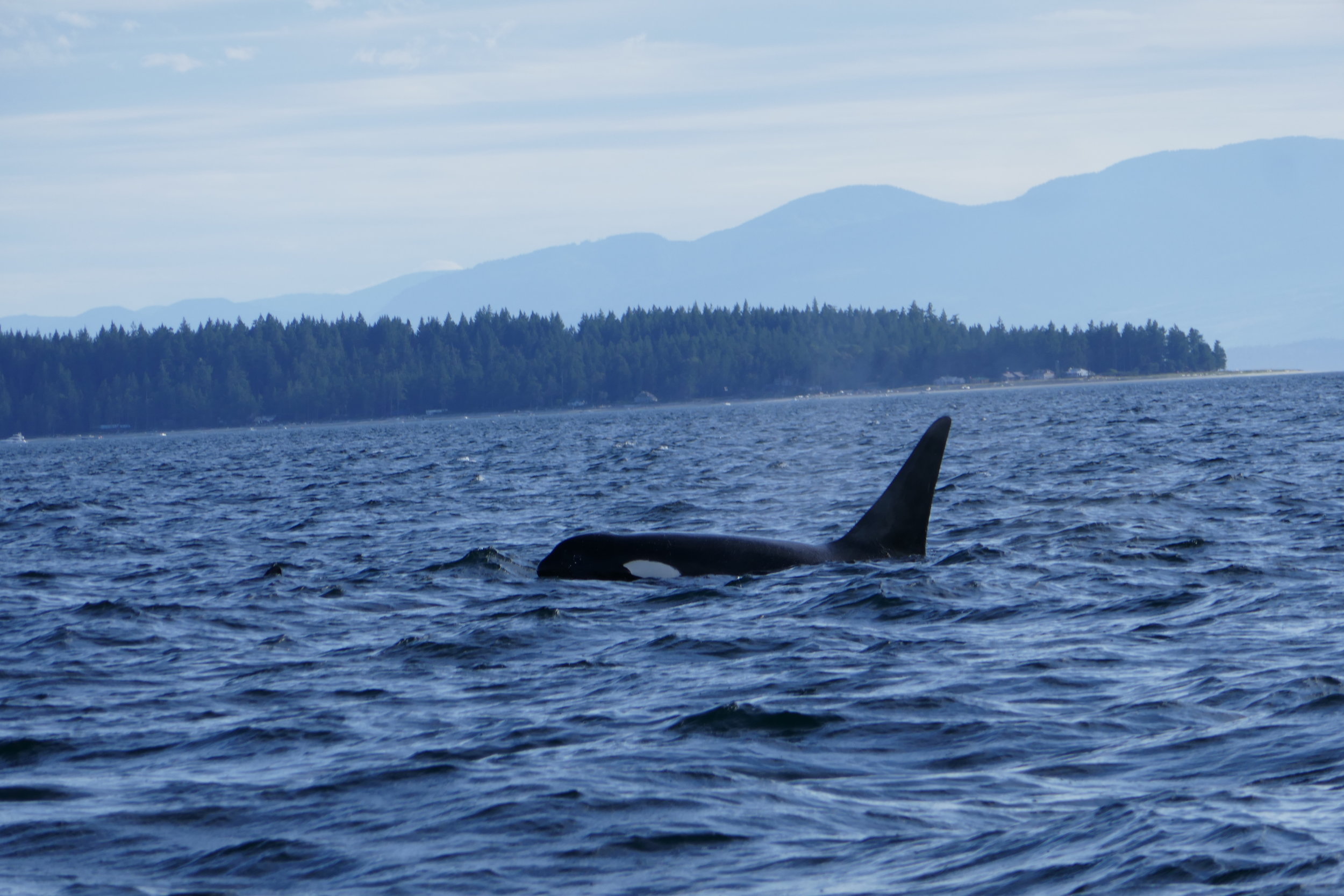   Orca Whale, Lund, British Columbia, Canada.  