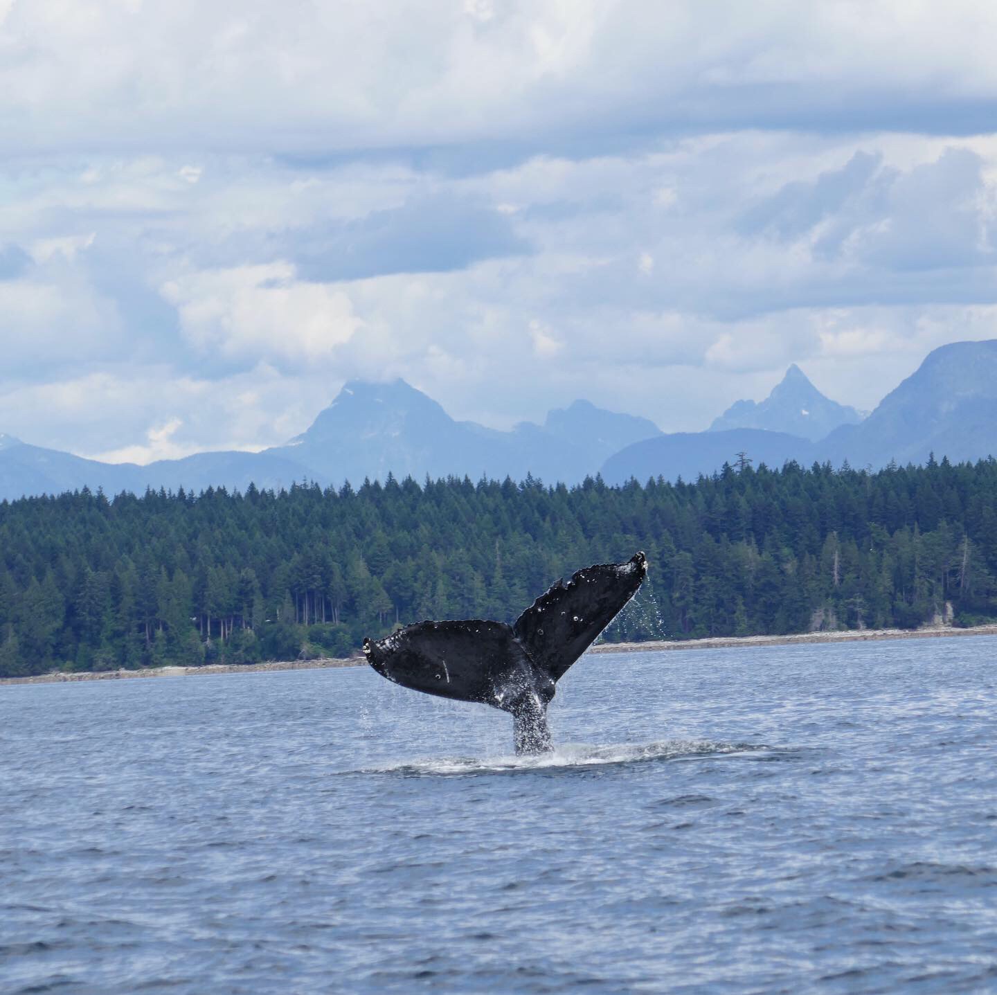   Humpback Whale, Salish Sea, British Columbia, Canada.  