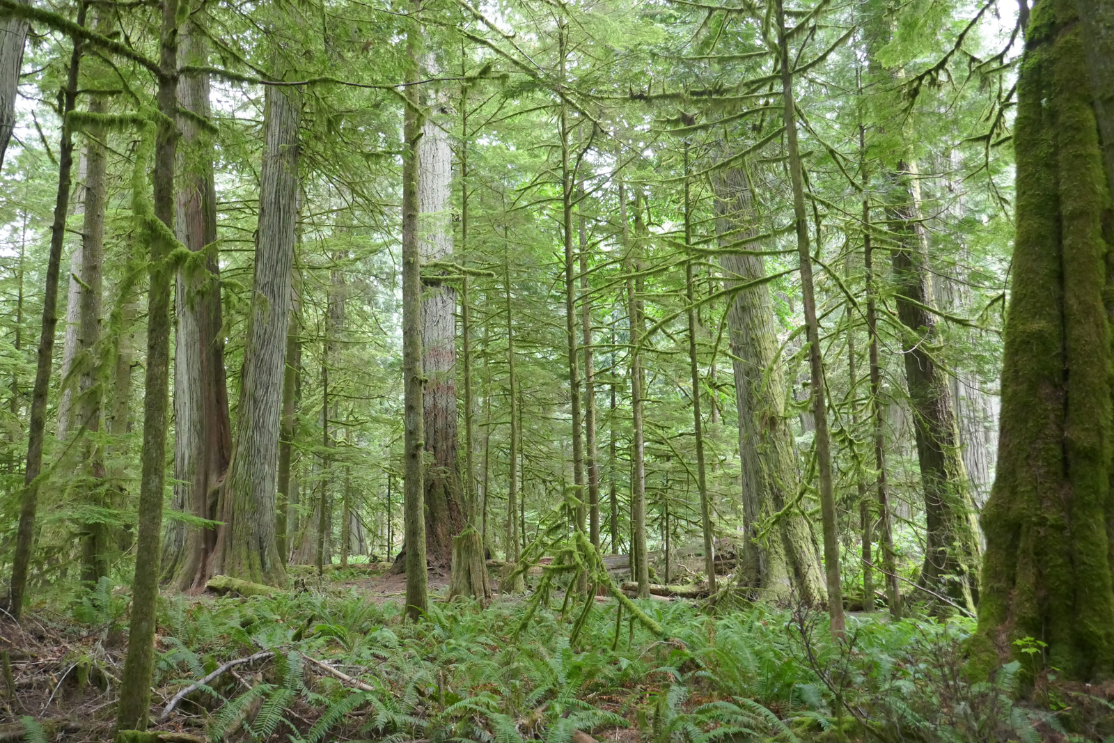   Cathedral Grove, Vancouver Island, British Columbia, Canada.   The old growth (up to 800 years old) nourishes the new growth. 