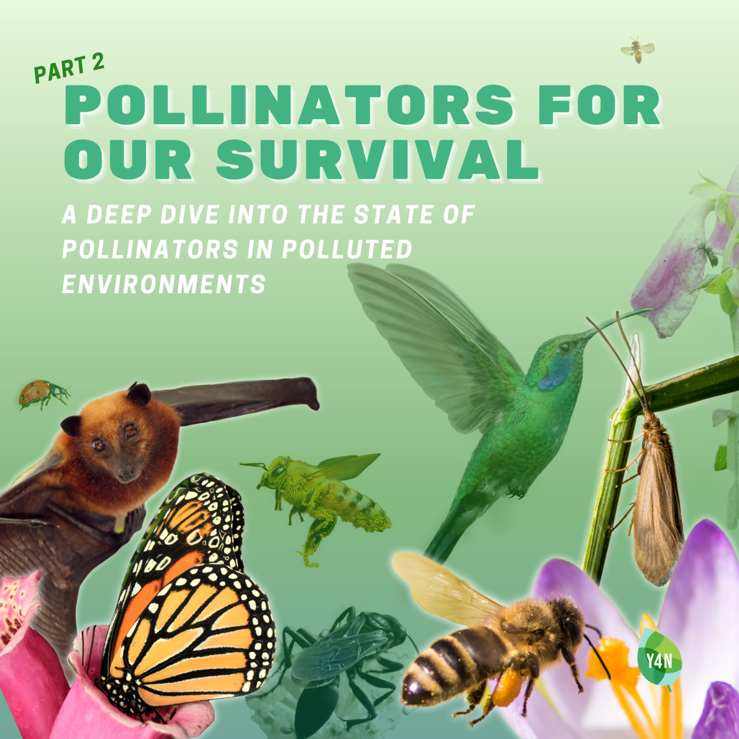 The Value Of Pollinators To The Ecosystem And Our Economy