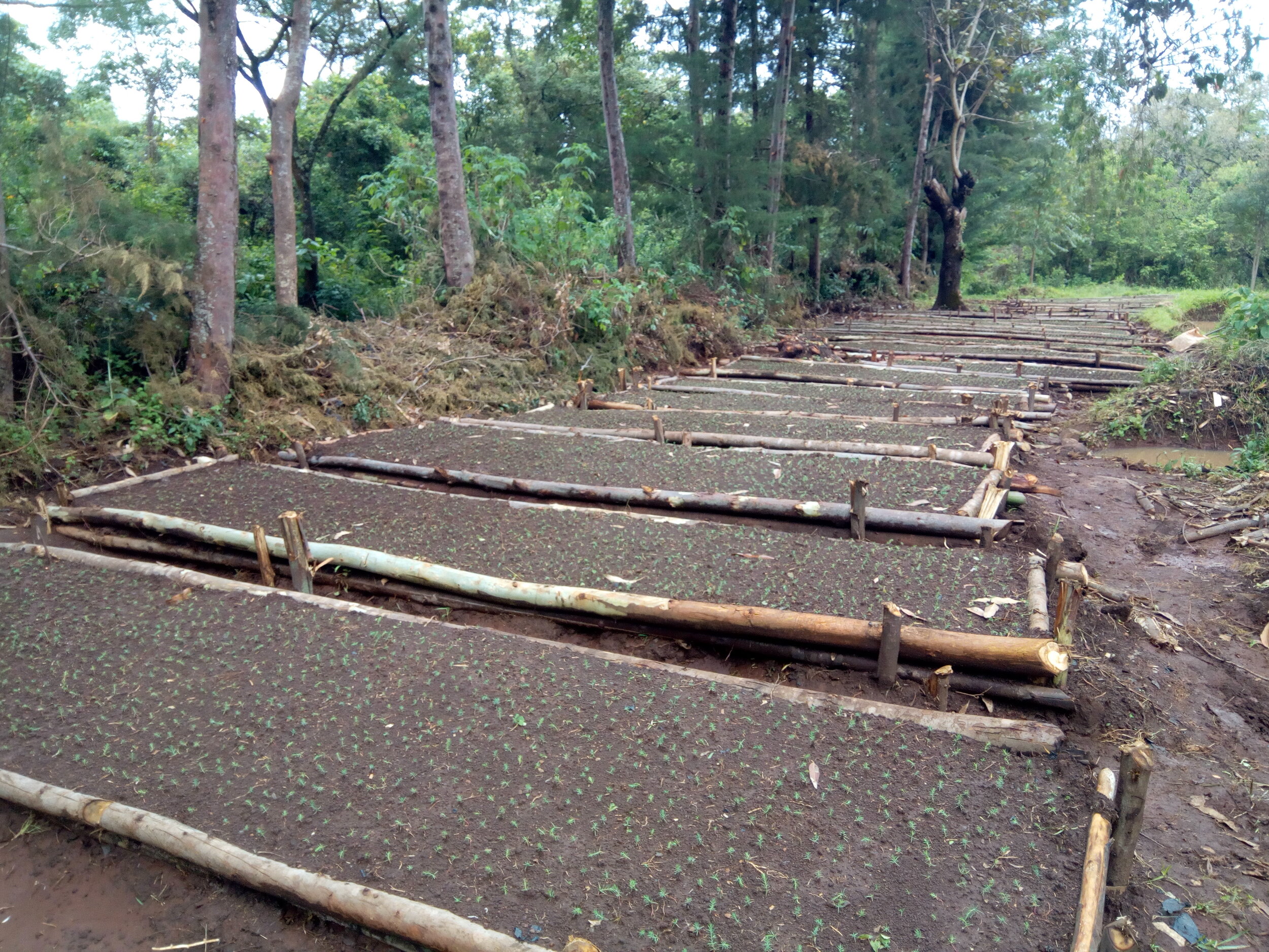Fig 4: Swaziland beds with Cypress seedlings 