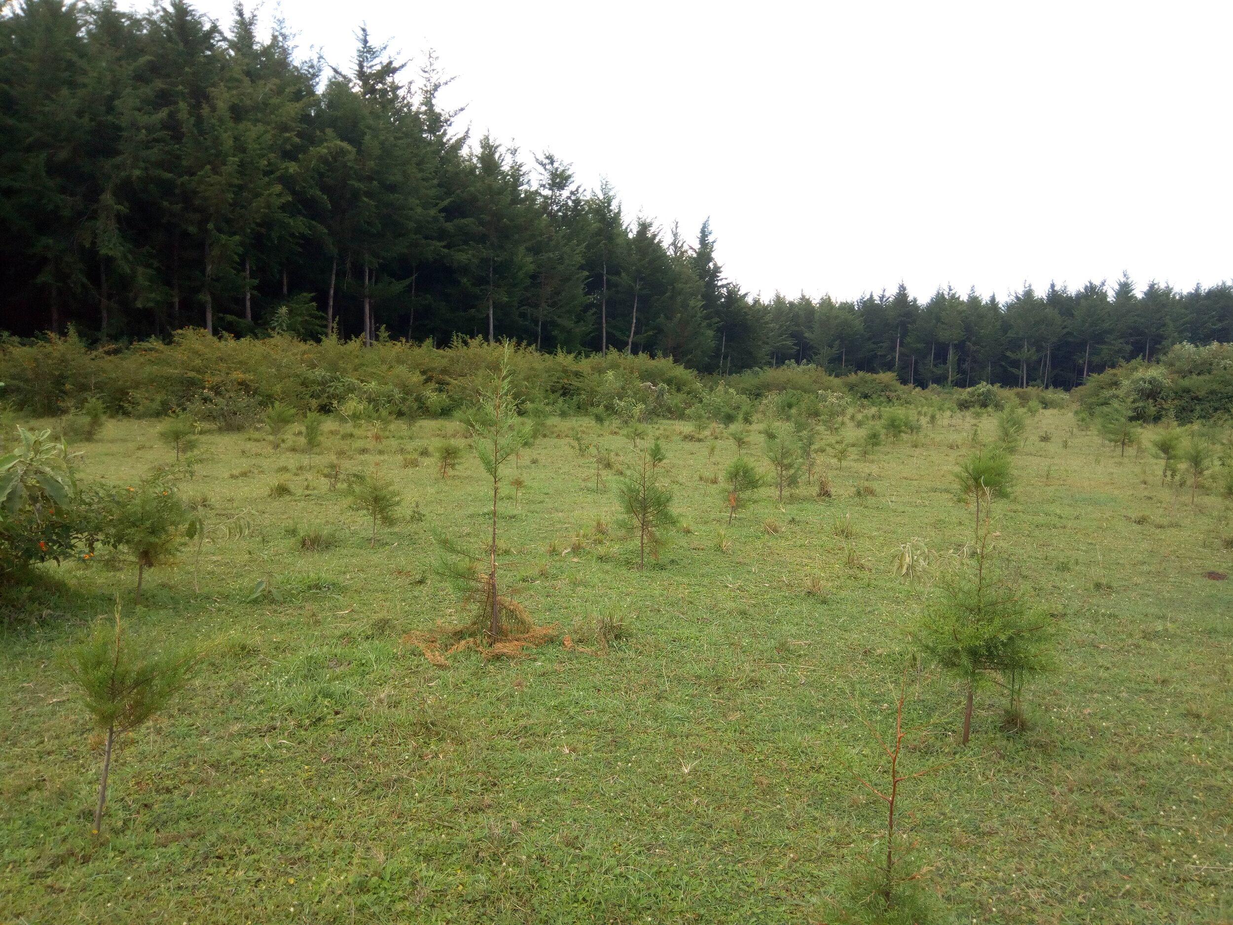 Fig 5: Recently planted Cypress trees 