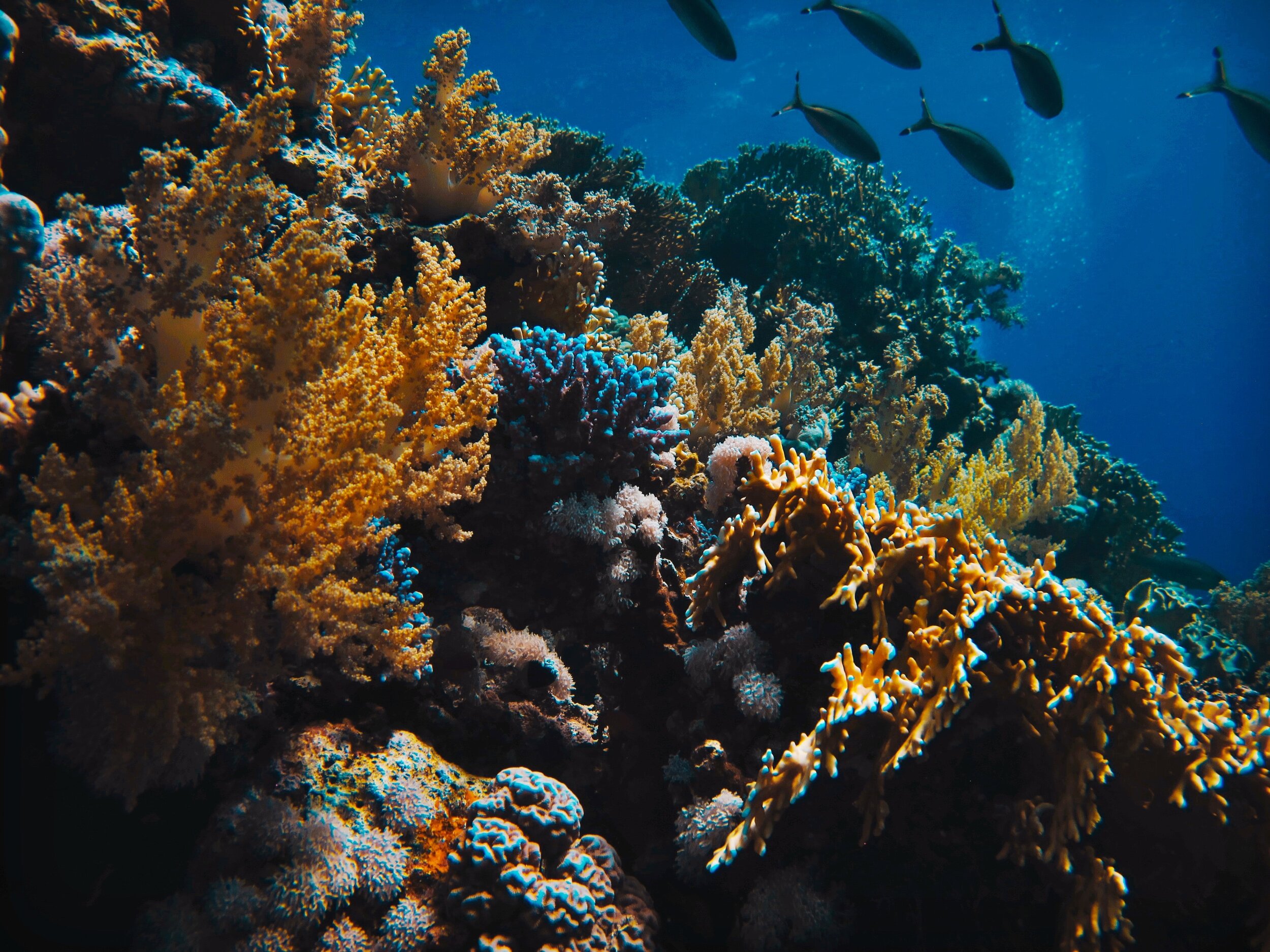 Риф Туббатаха Филиппины. Морской парк на рифах Туббатаха. Туббатаха риф дайвинг. Дахаб коралловые рифы. Красное море хургада отзывы