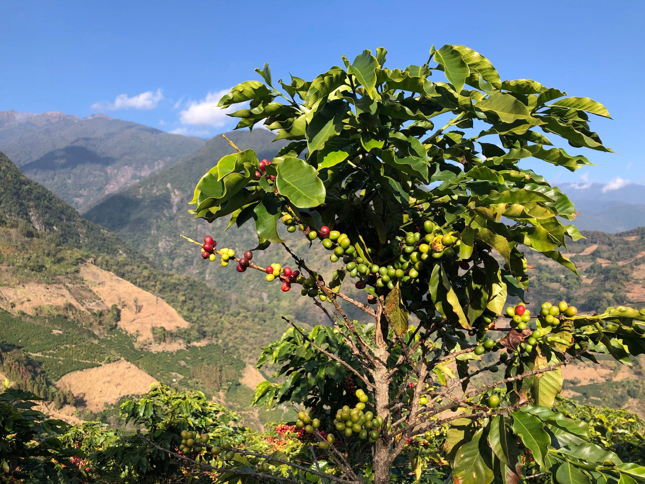 Coffee Planting in a Place Where It Is Not a Drink