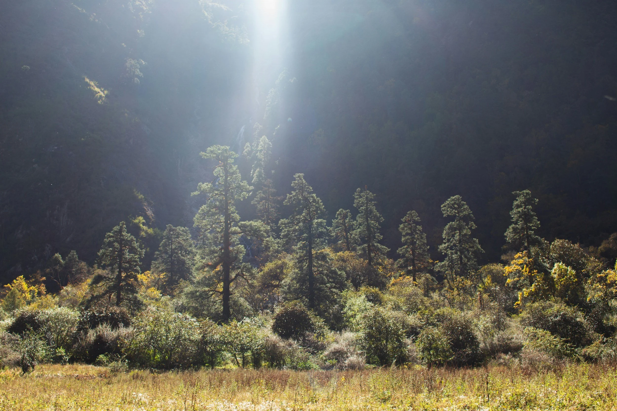 Y4N Forest Hub at the 9th American Forestry Congress