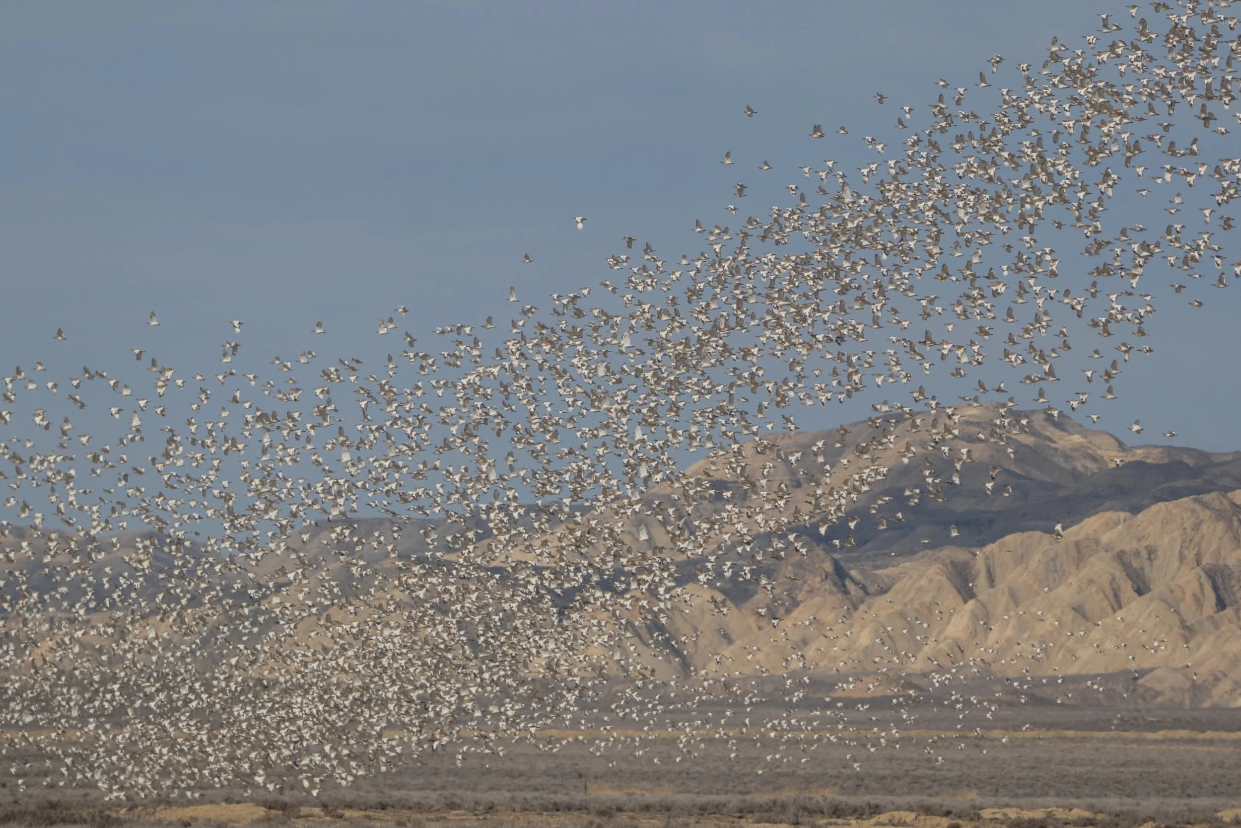 The fading steppes and wings that return!