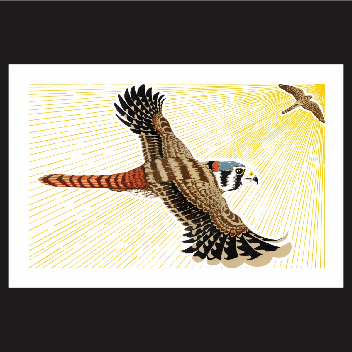 Kestrels by Jo Marsan.png