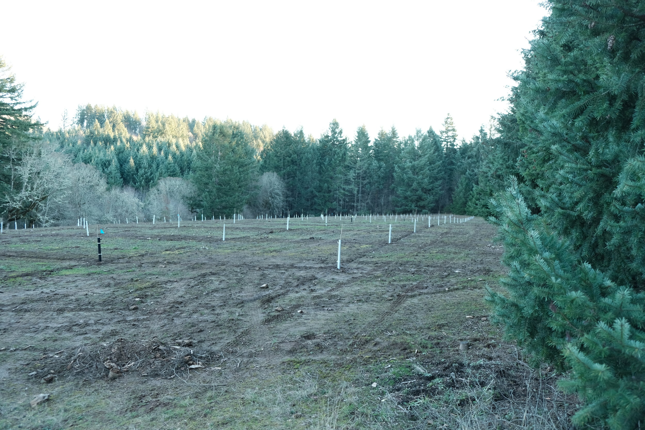 seedlings field (Copy)