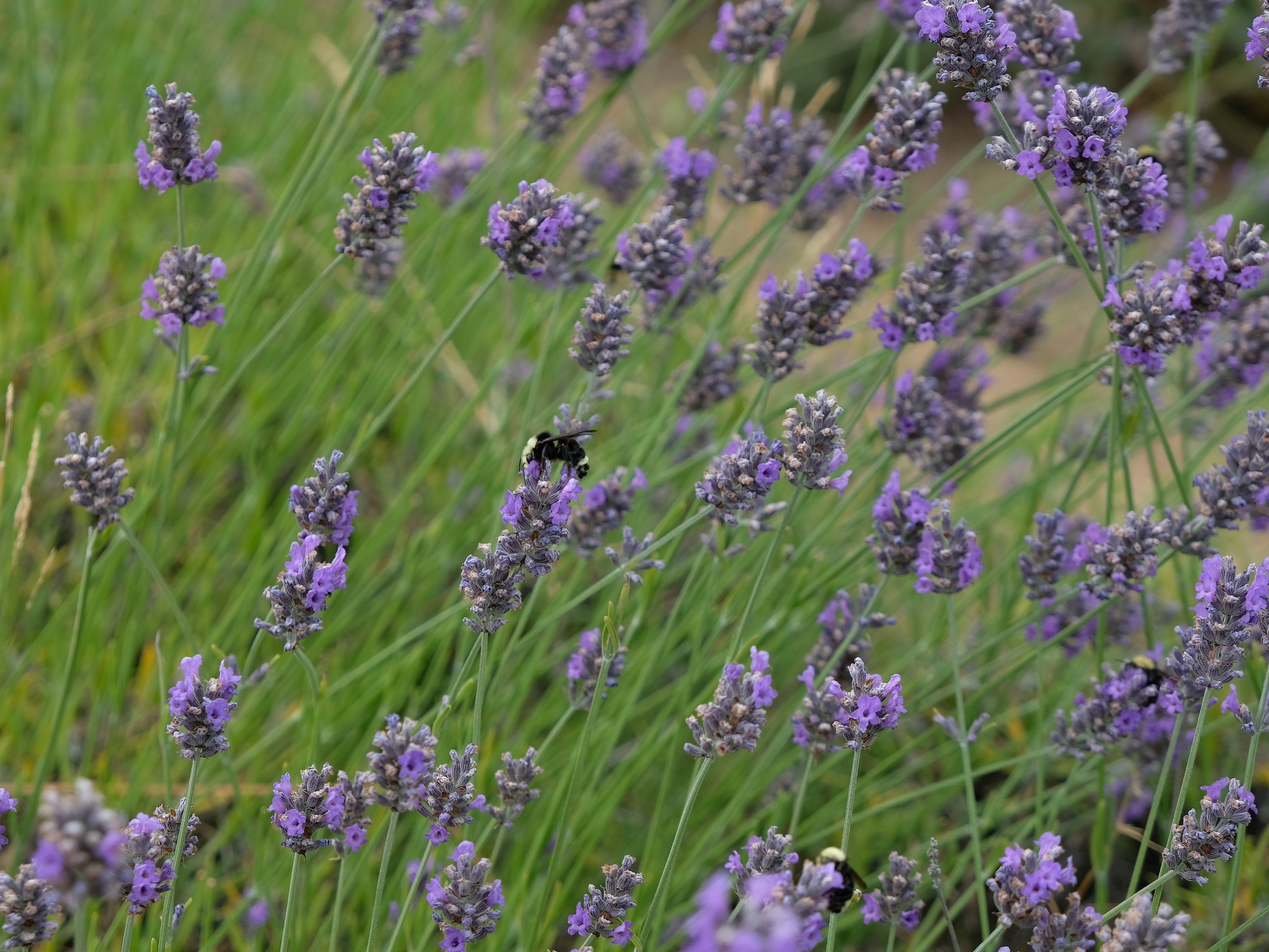 DSCF0421 lavender reszied.jpg