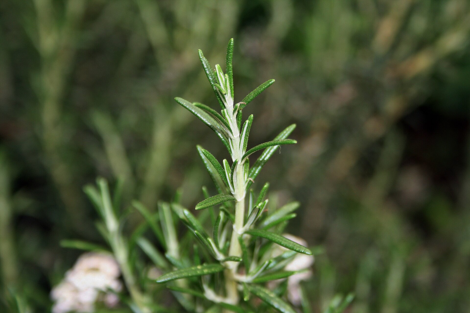 rosemary sprig 1 (Copy)