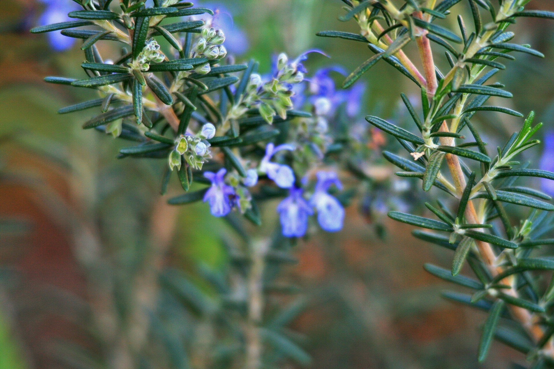 Blooming rosemary (Copy)