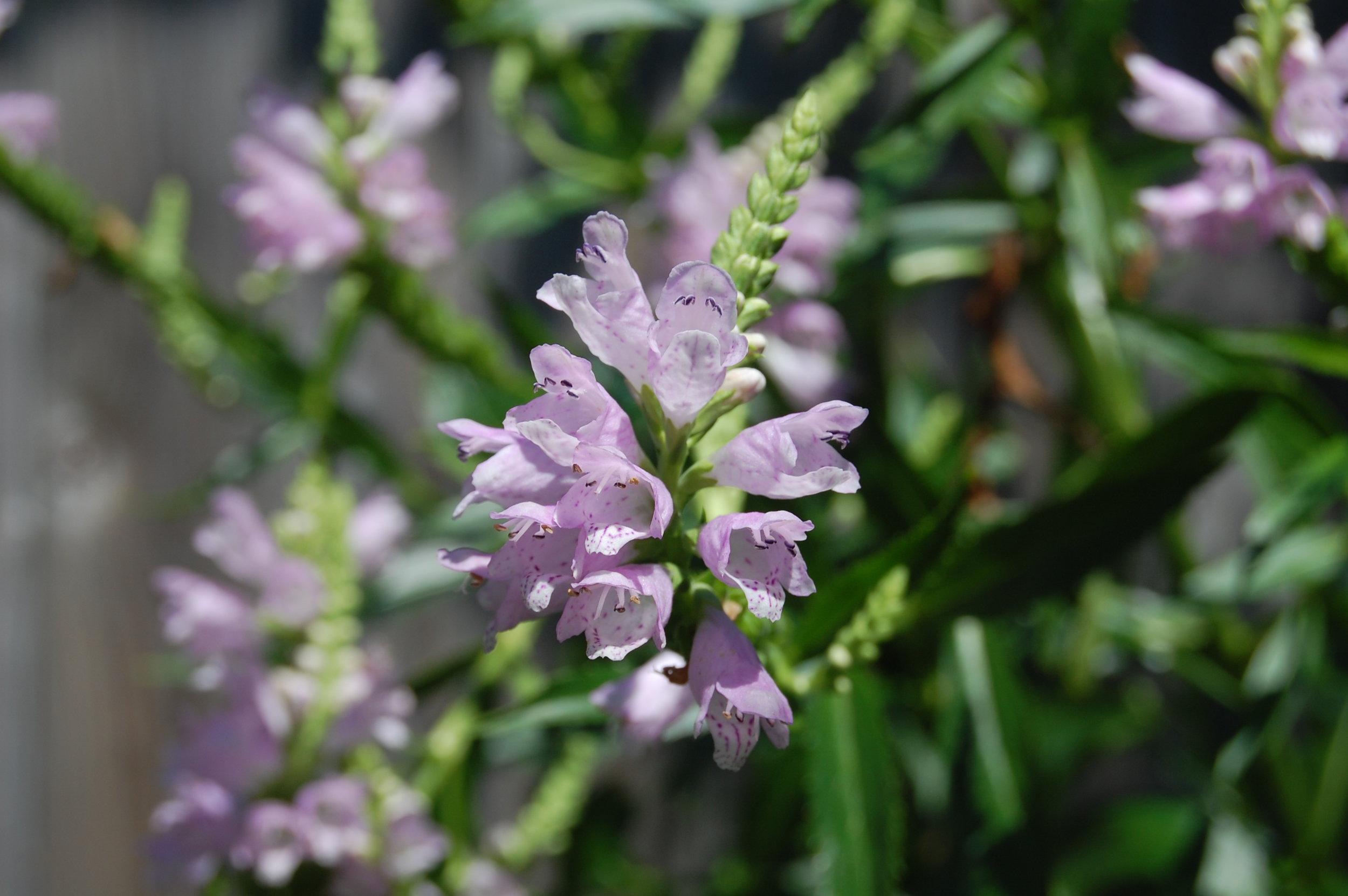 Obedient Plant