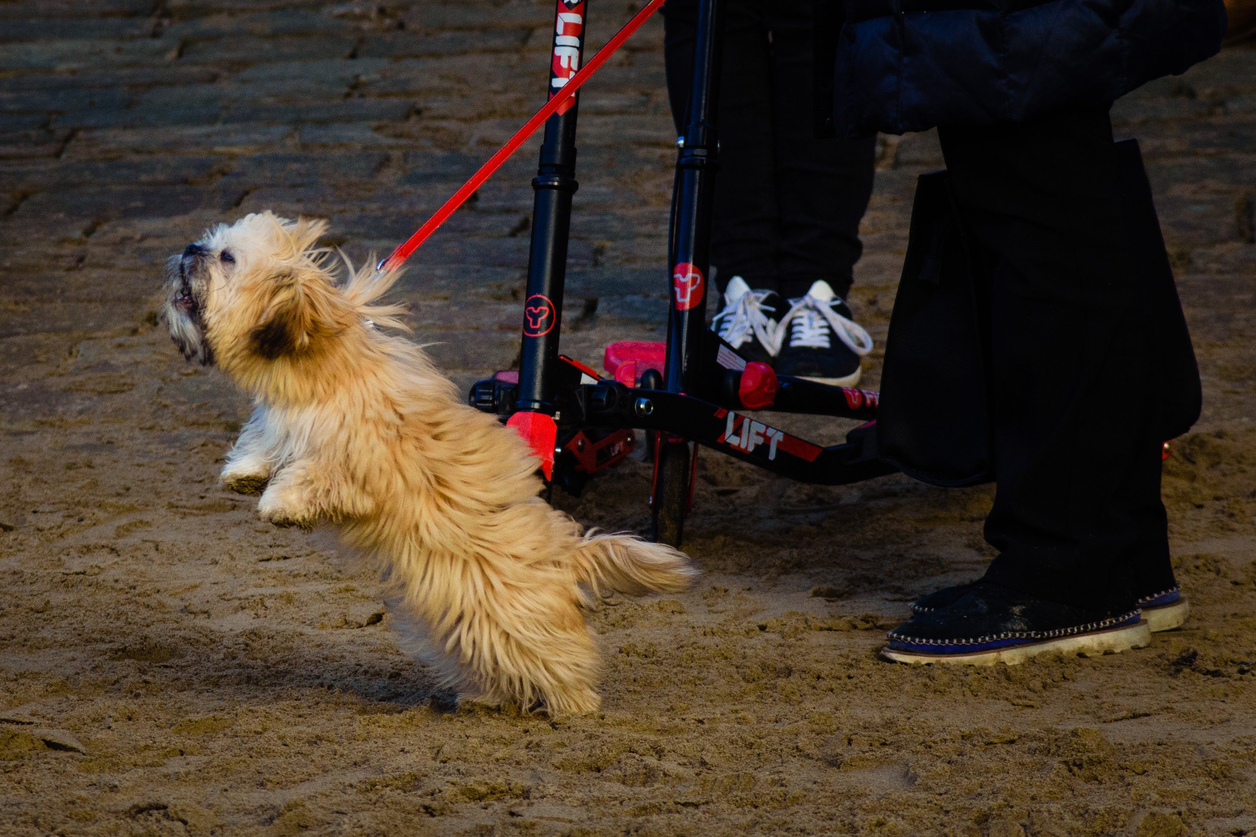 Boxing_Day_Scarborough_2017-131.jpeg