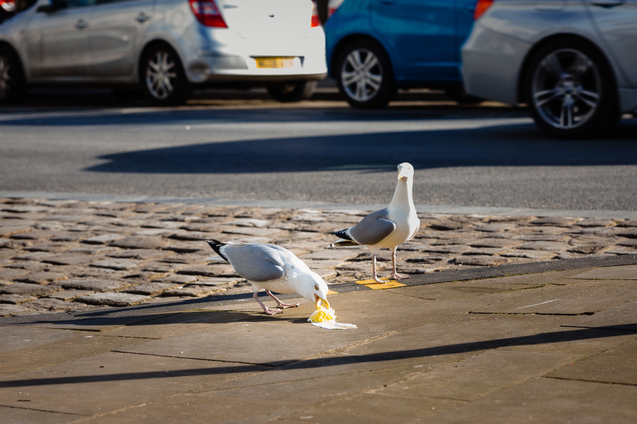 Pancake_Day_Scarborough_February_2017-56.jpg