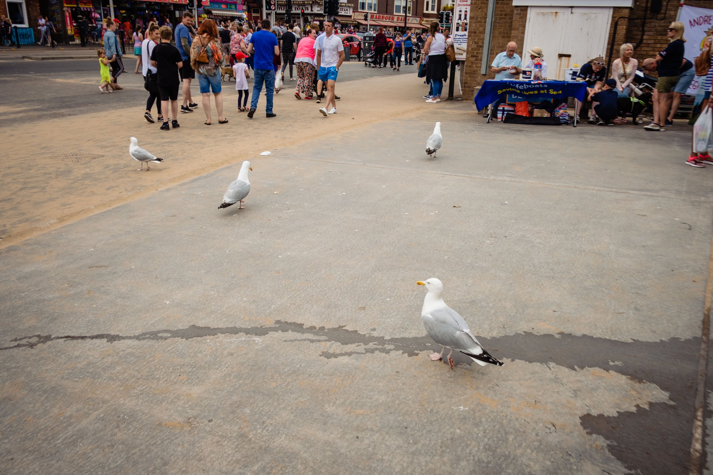 Scarborough_Seafest_2018-17.jpg