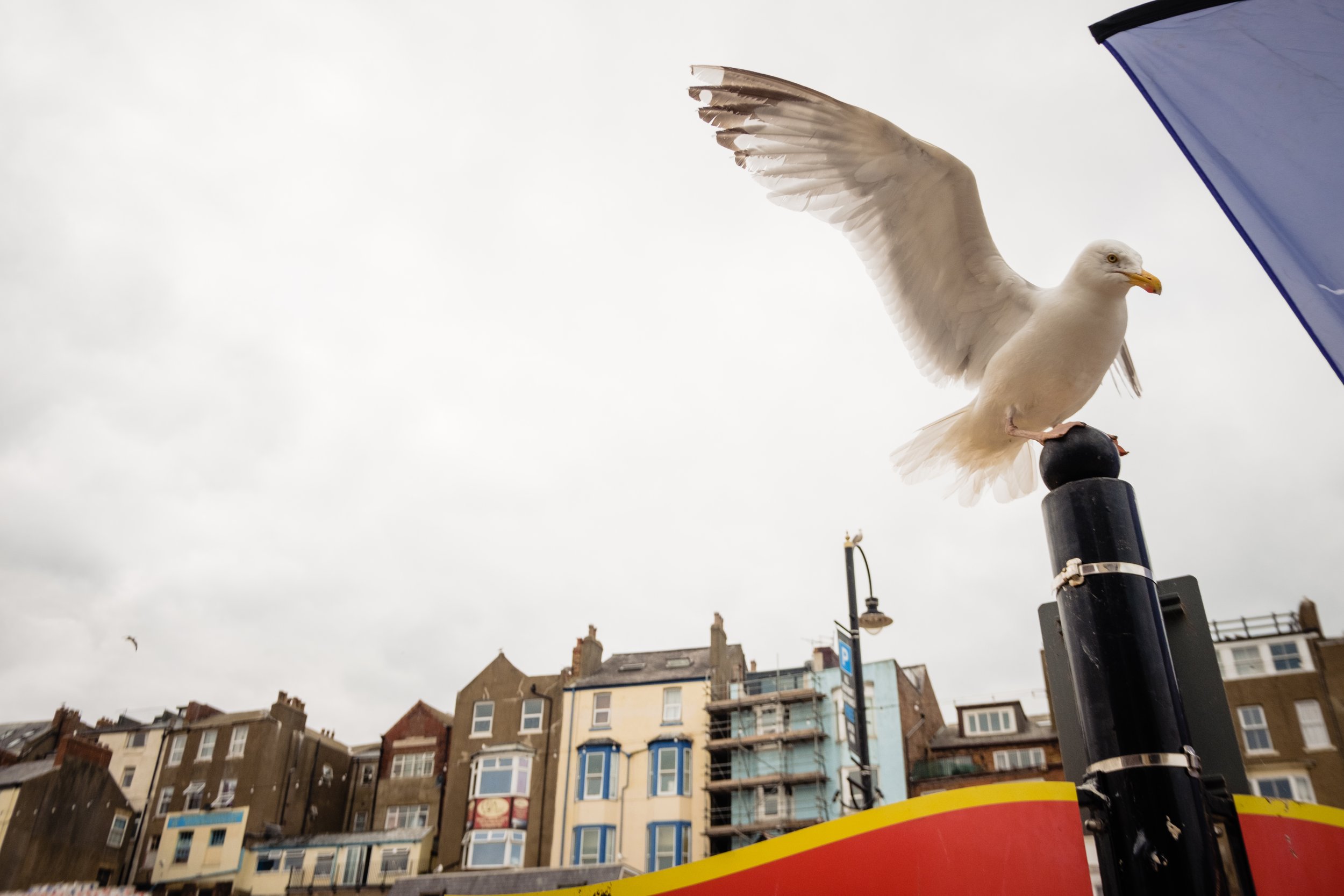 Scarborough_Seafest_2018-22.jpg