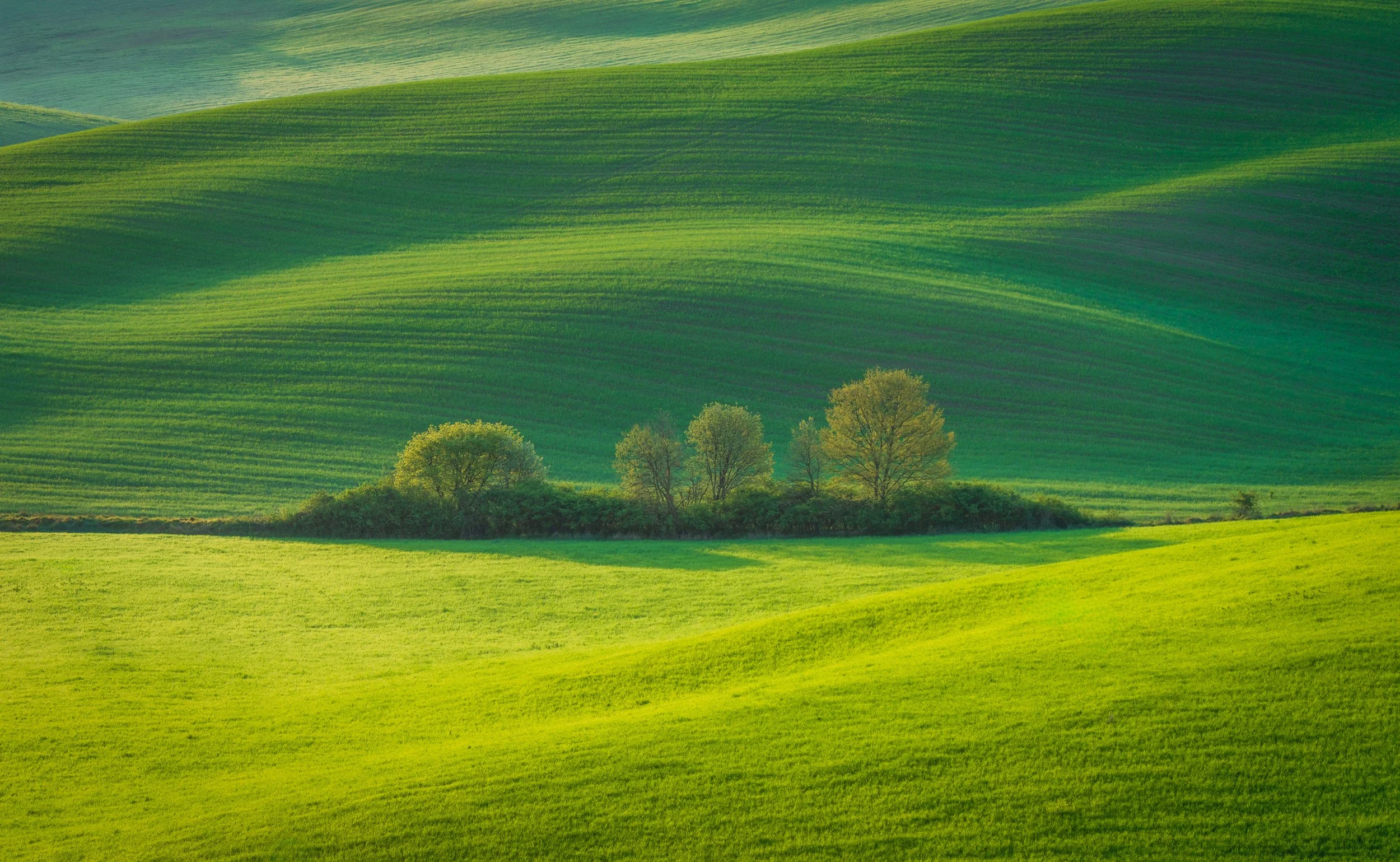 Stunning green rolling hills in Tuscany with a small group of trees under soft natural light. Peaceful countryside landscape featuring vibrant fields, smooth textures, and iconic Tuscan scenery-perfect for nature lovers, travel inspiration, and lands