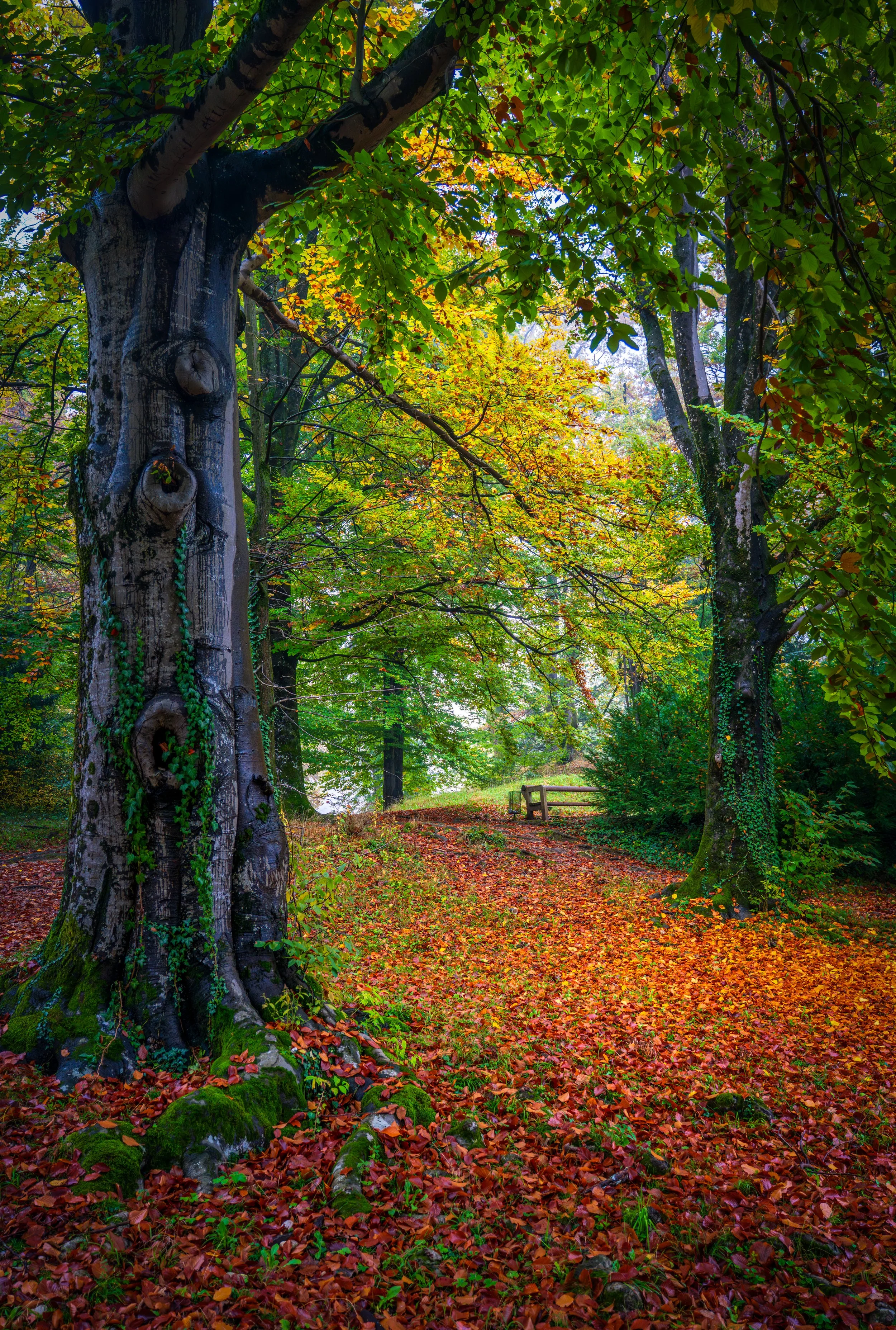 Peaceful autumn forest trail covered with colorful leaves and mossy trees near Lake Bled, Slovenia - a perfect spot for nature walks and travel photography.