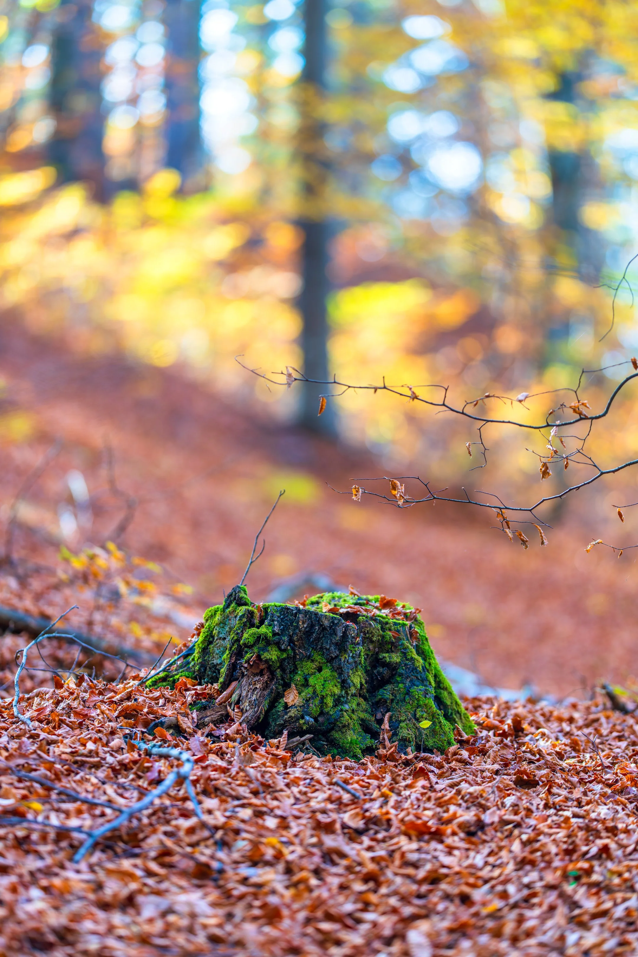 A vibrant autumn forest scene featuring a mossy tree stump surrounded by fallen leaves and warm golden light — a serene moment from the Bulgarian mountains, captured in perfect detail.