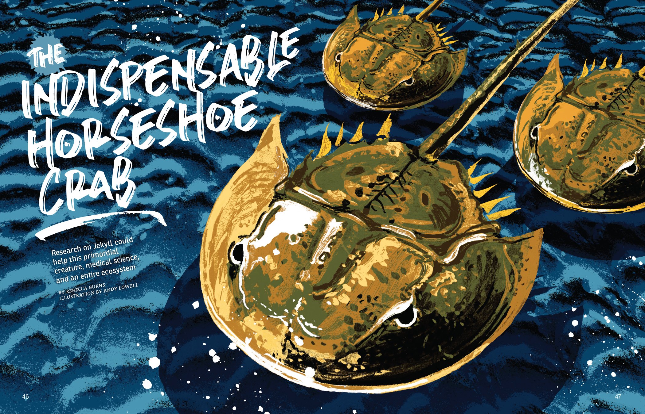 6HorseshoeCrab_3181_FW19_spreads-1.jpg