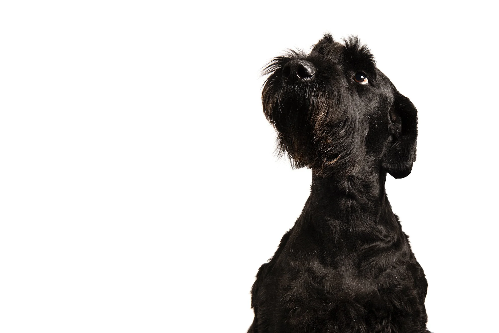 dog.jpg