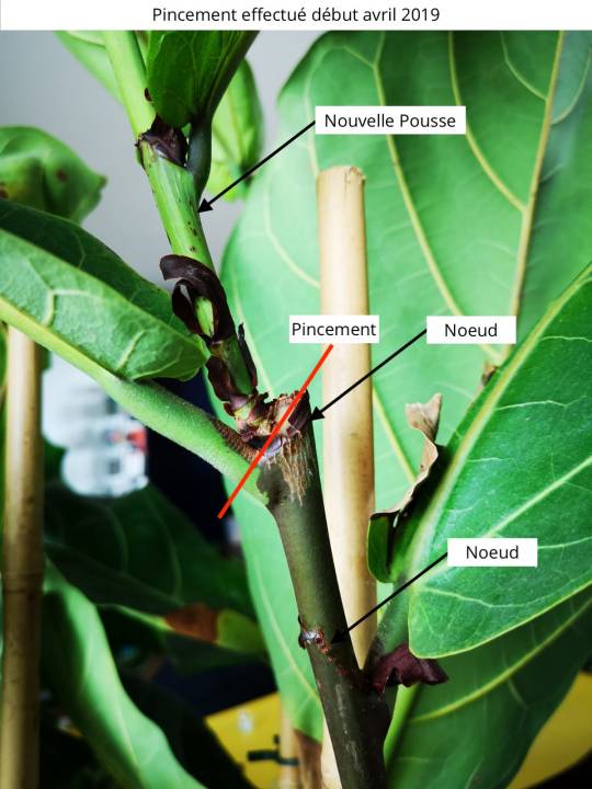 ficus-lyrata-pincepent-pousse-gros-plan.jpg