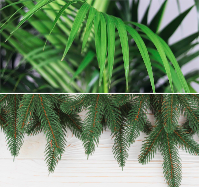 developpement-durable-plants-tree.png