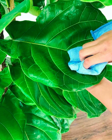 leaf-cleaning.png